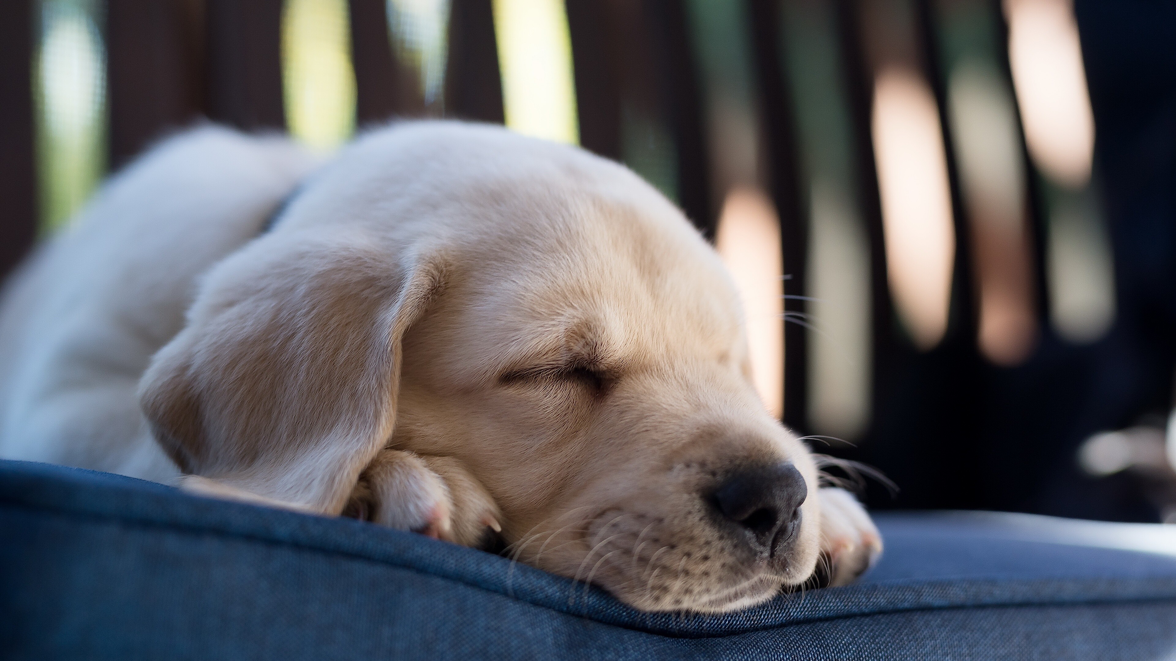 Labrador Wallpaper