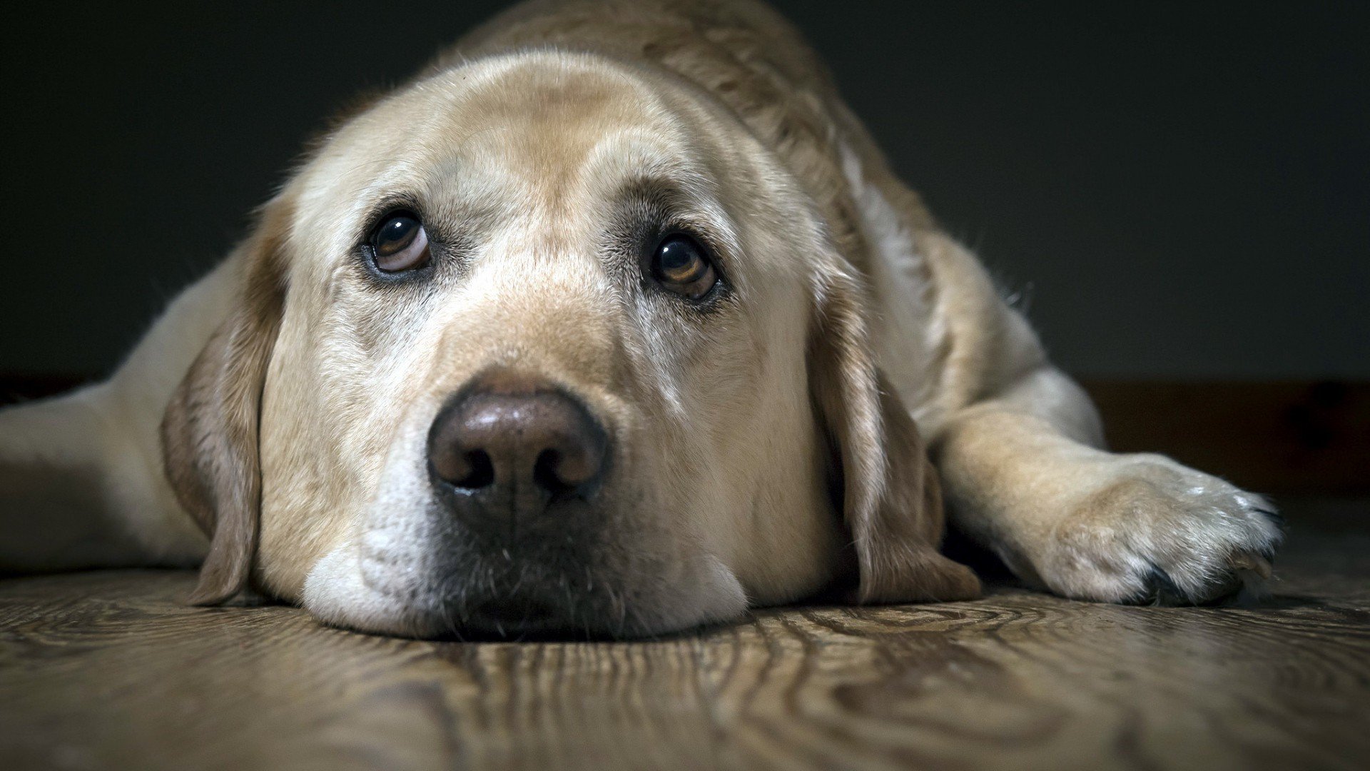 Labrador Wallpaper