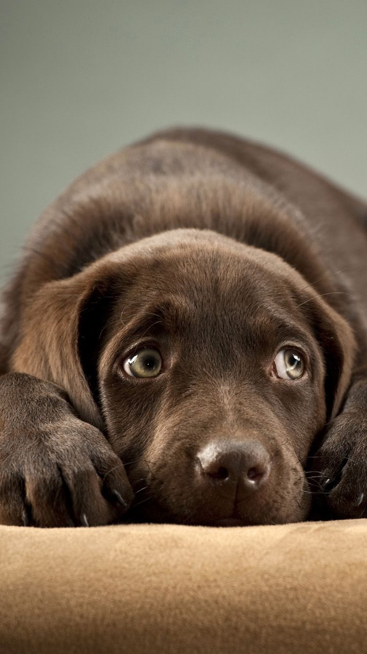 Labrador Wallpaper