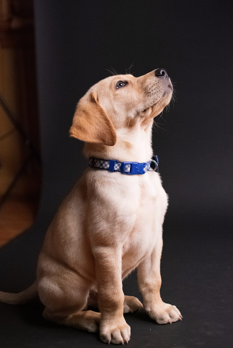 Labrador Wallpaper