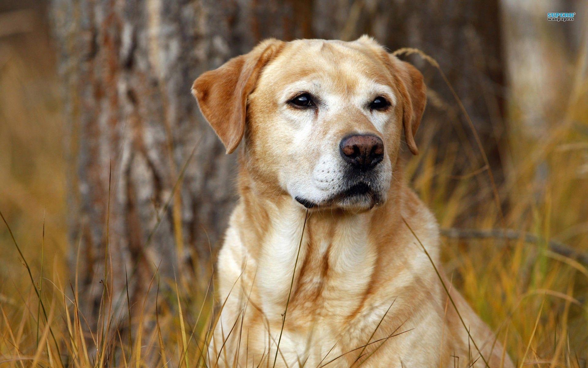 Labrador Wallpaper