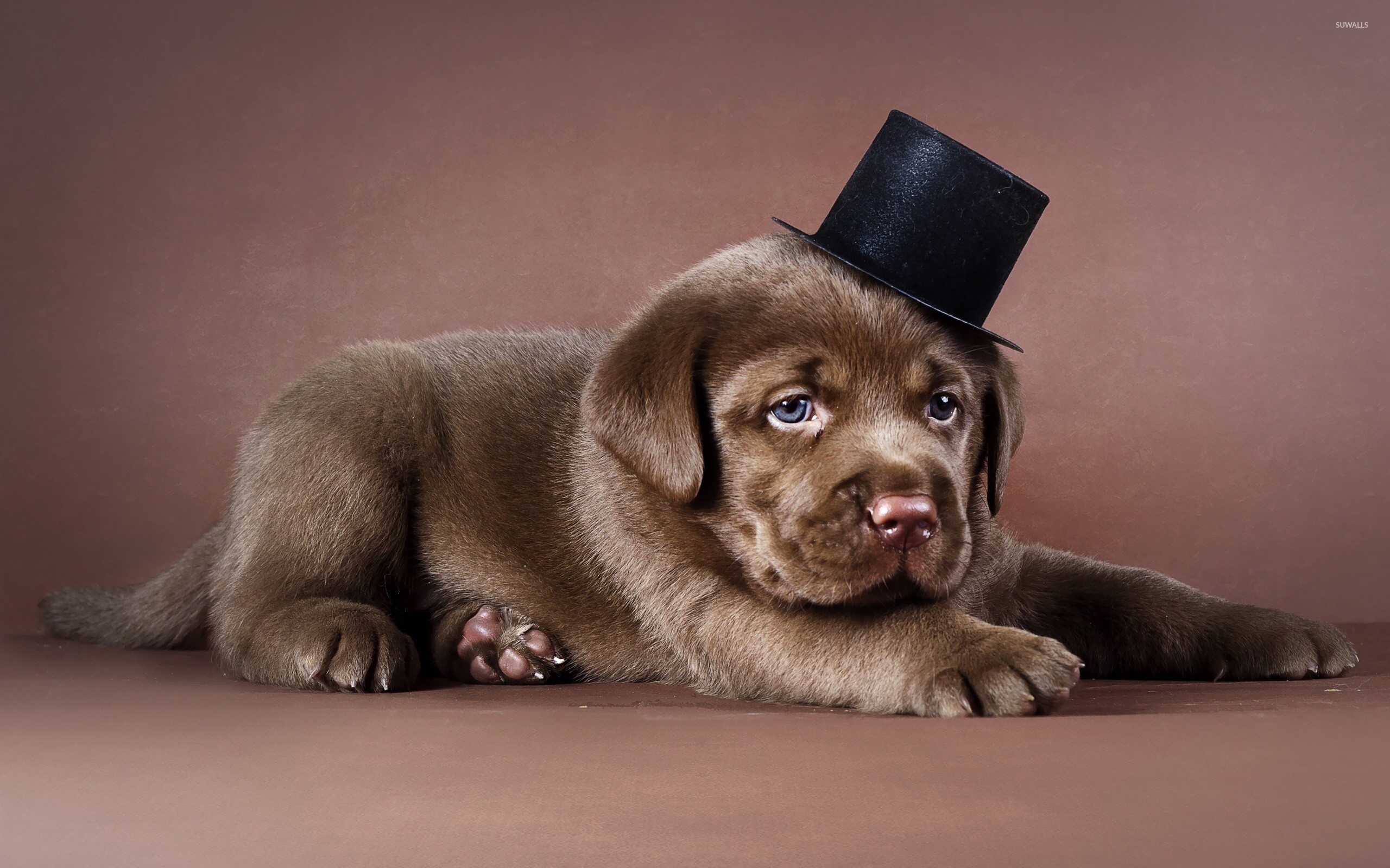 Labrador Wallpaper