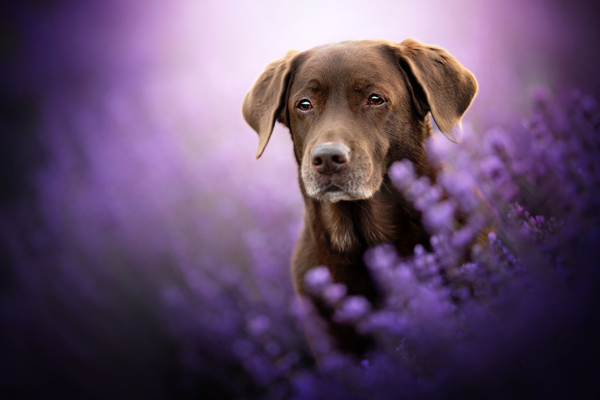 Labrador Wallpaper
