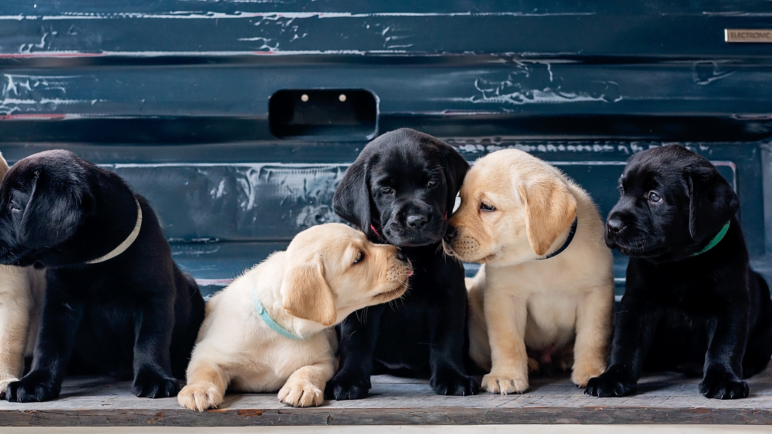 Labrador Wallpaper