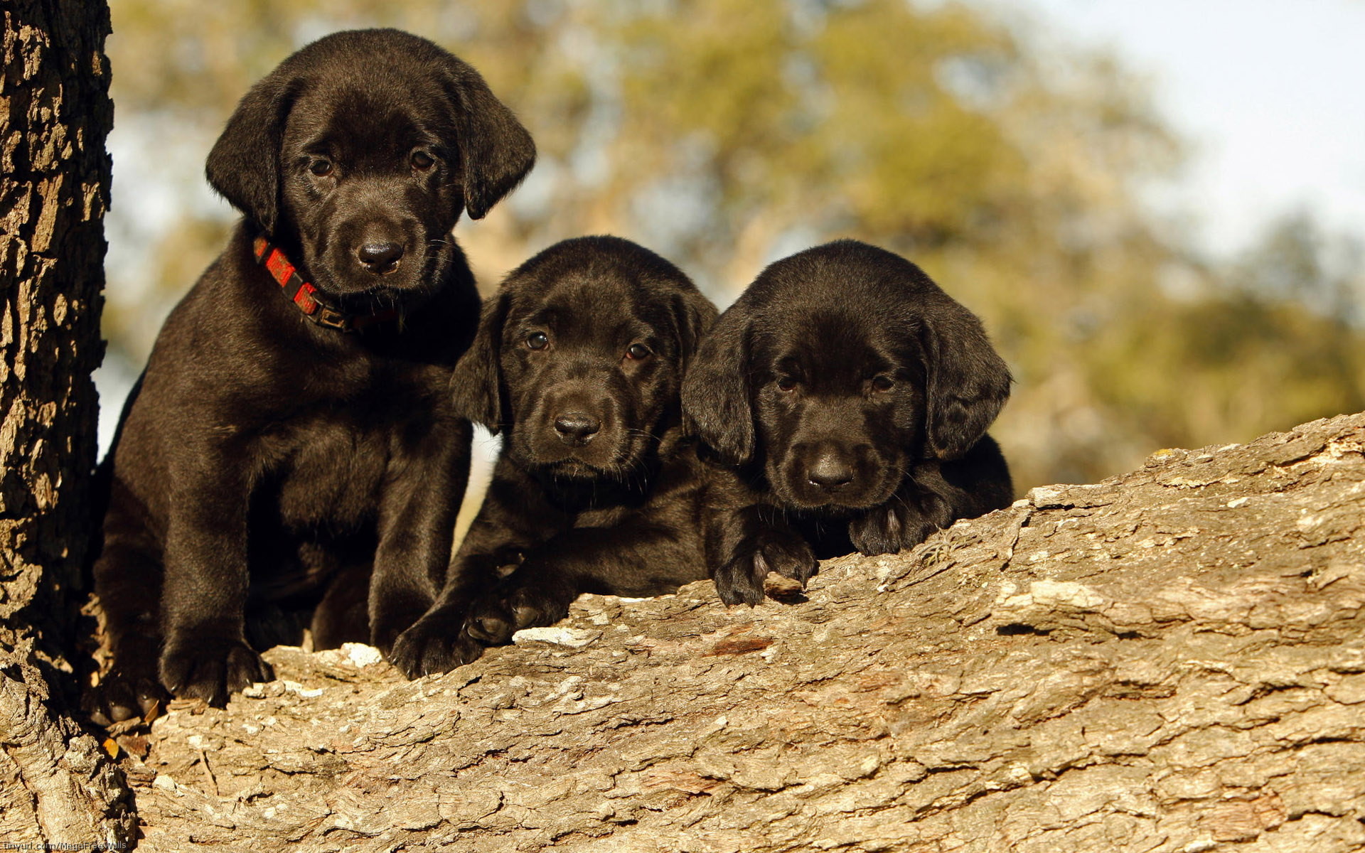 Labrador Wallpaper