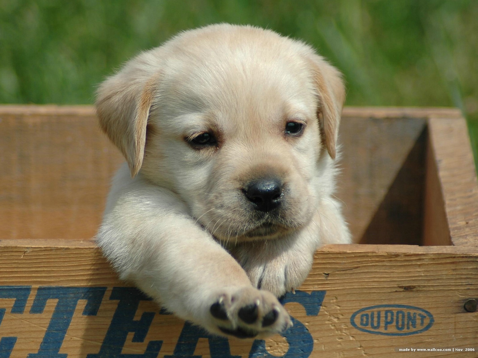 Labrador Wallpaper