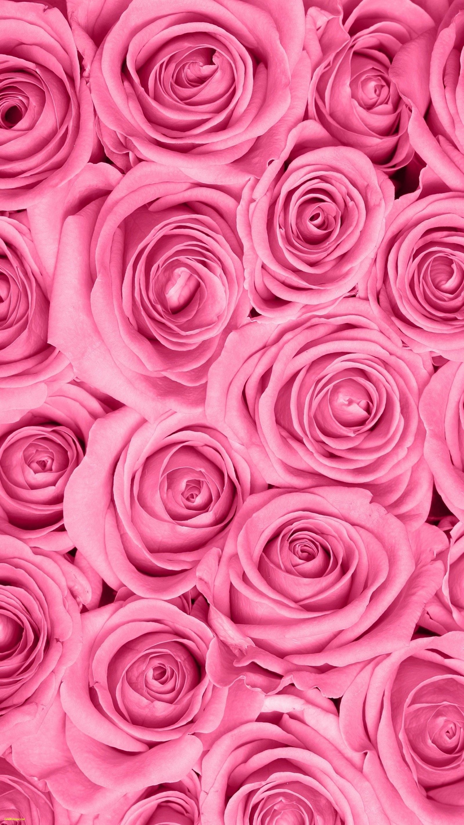 Rose Wallpaper