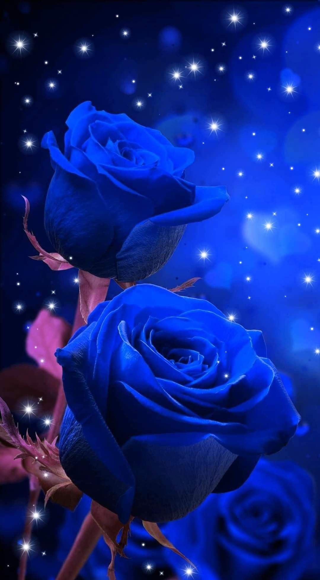Rose Wallpaper