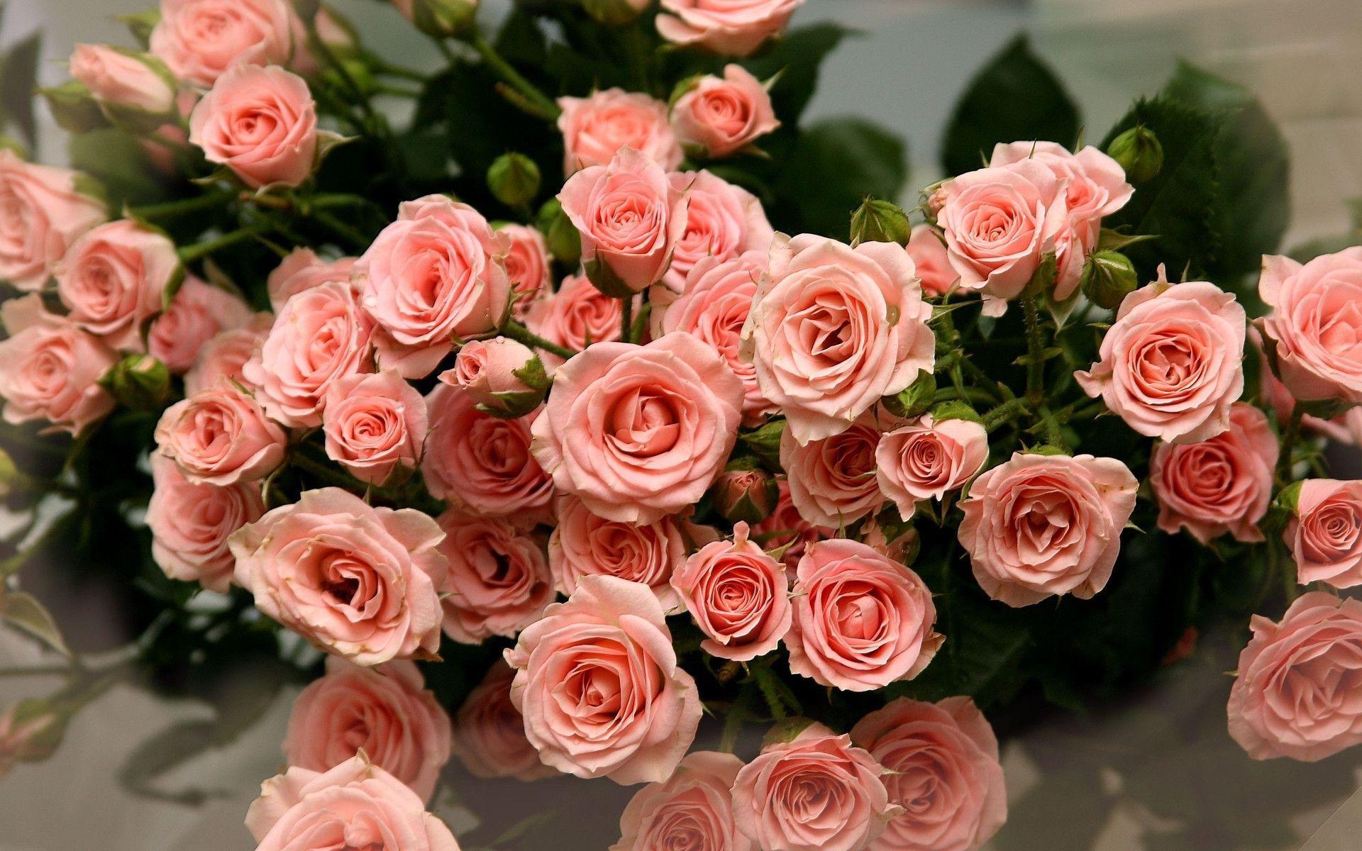 Rose Wallpaper