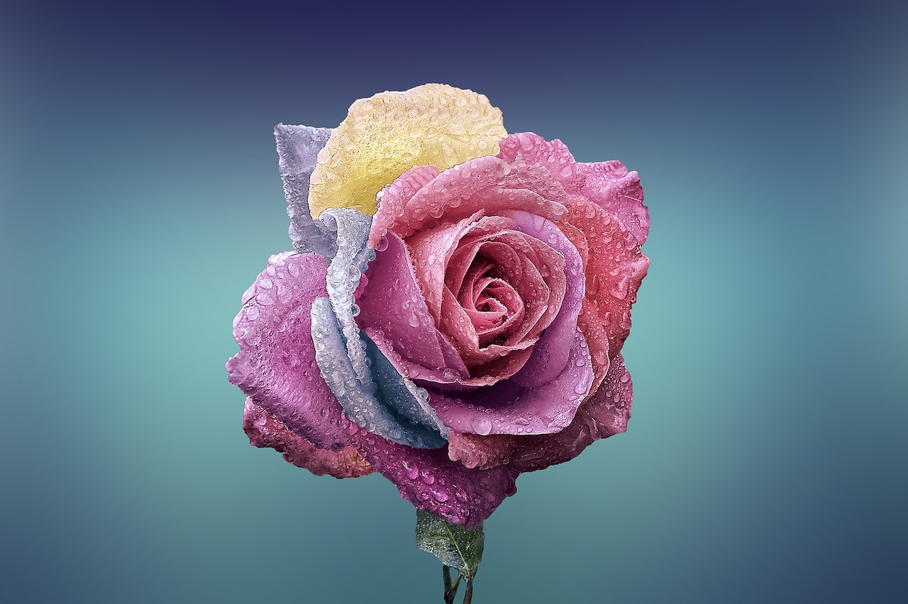Rose Wallpaper