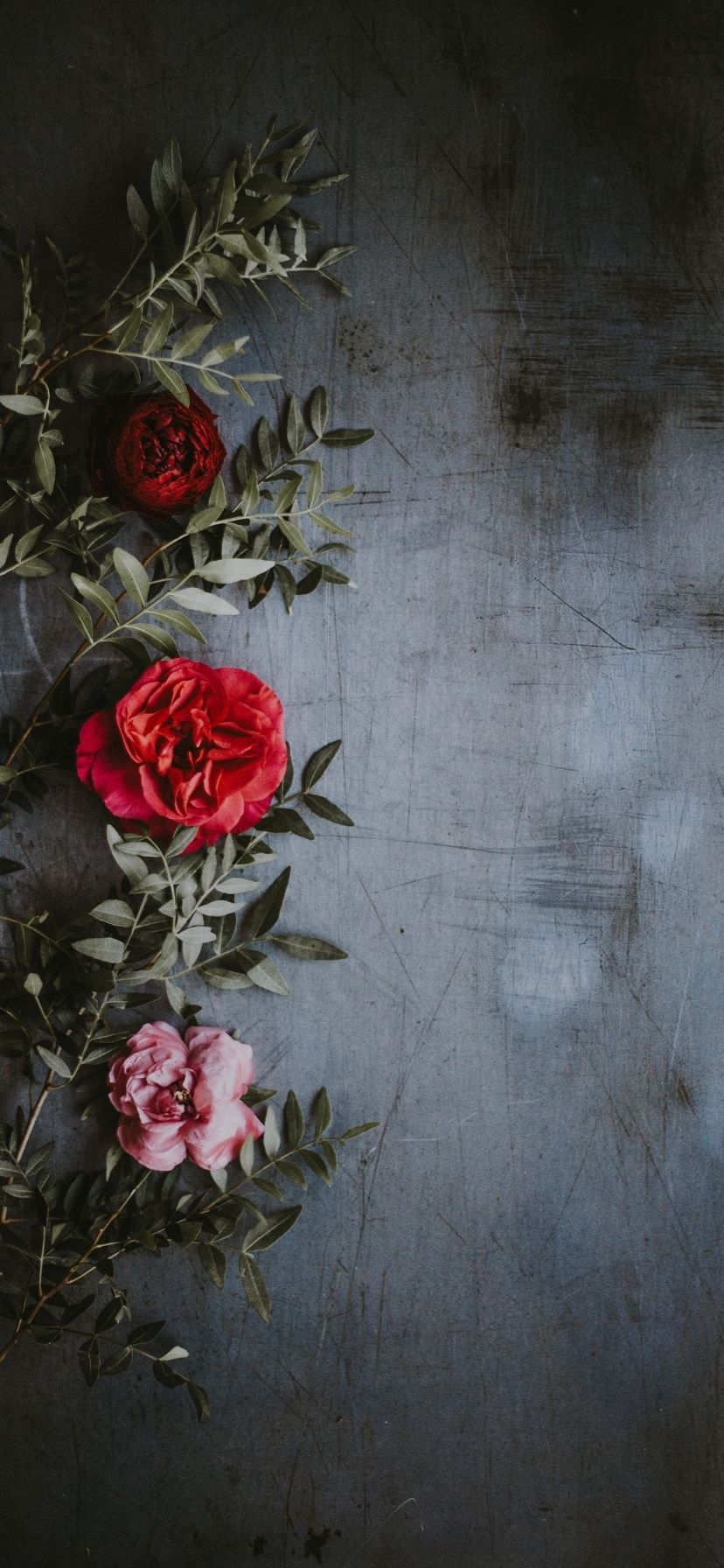 Rose Wallpaper