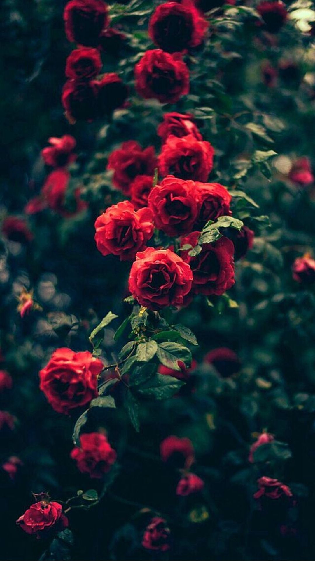 Rose Wallpaper