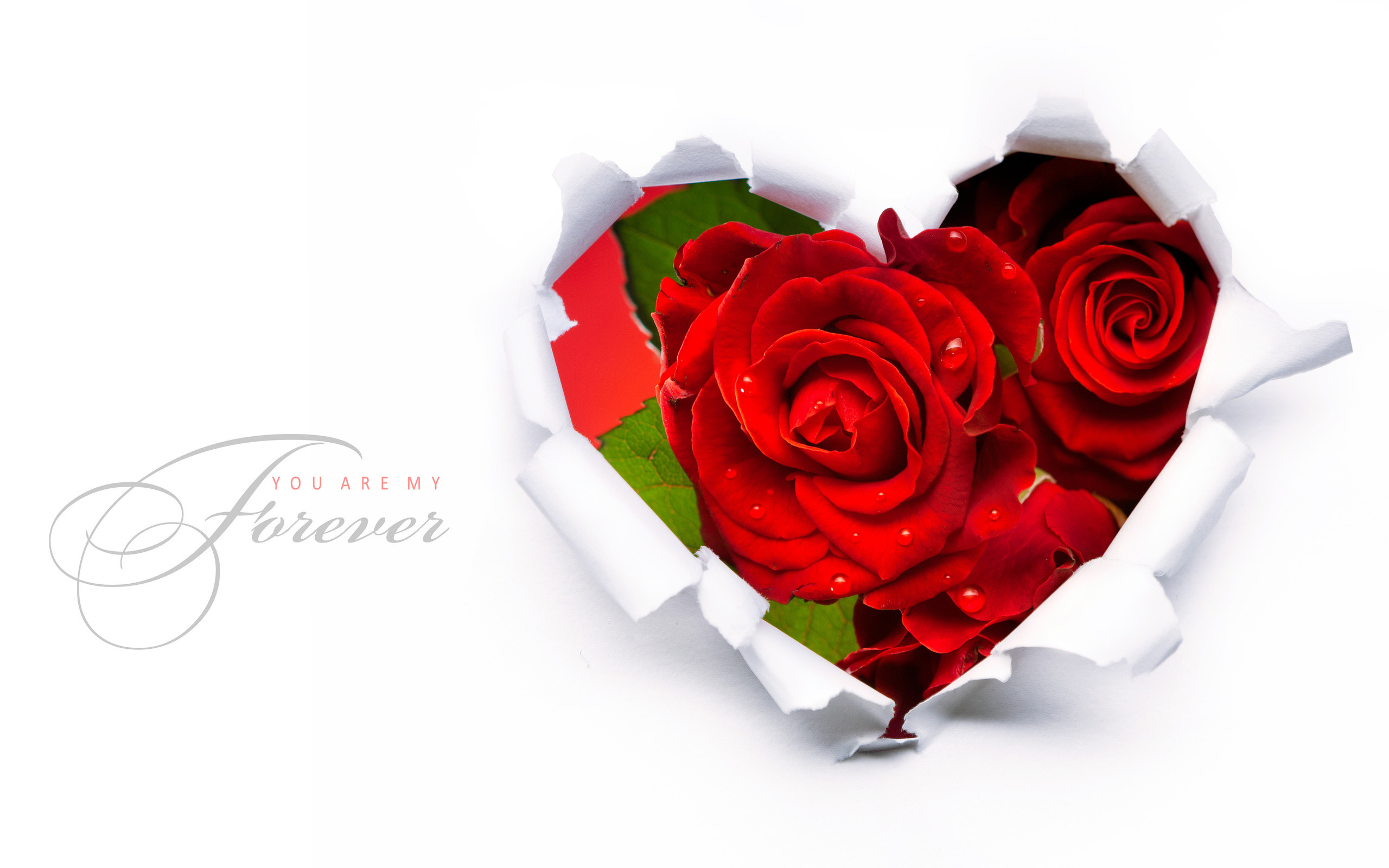 Rose Wallpaper