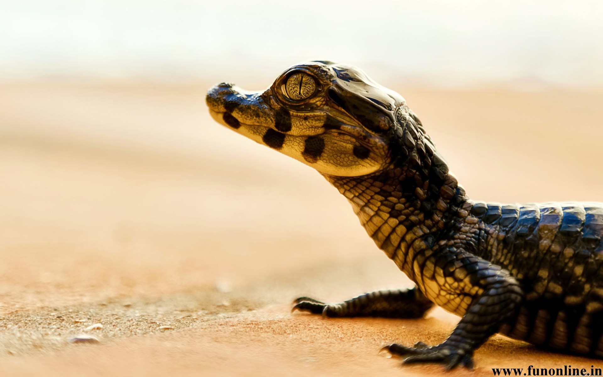 Alligator Wallpaper