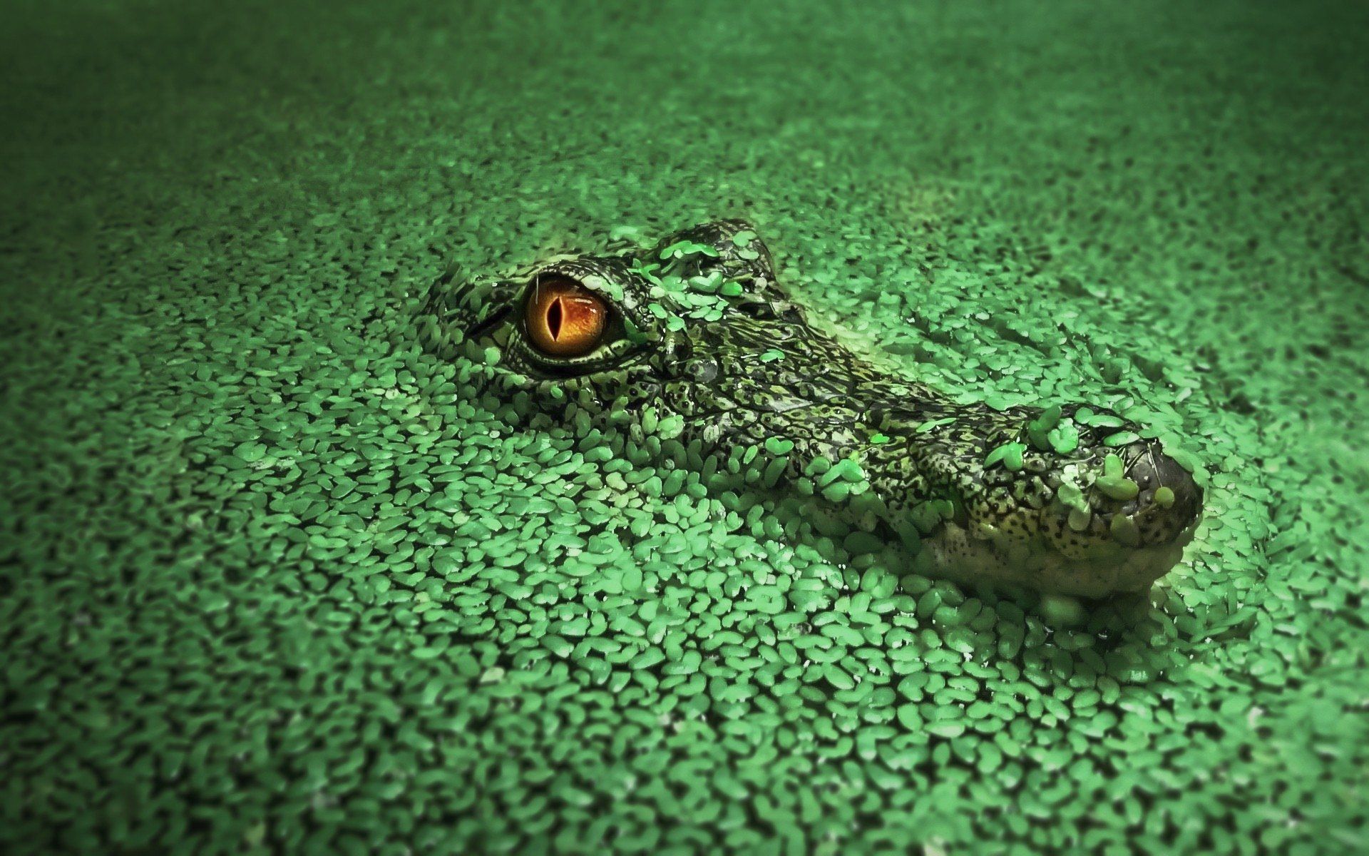 Alligator Wallpaper