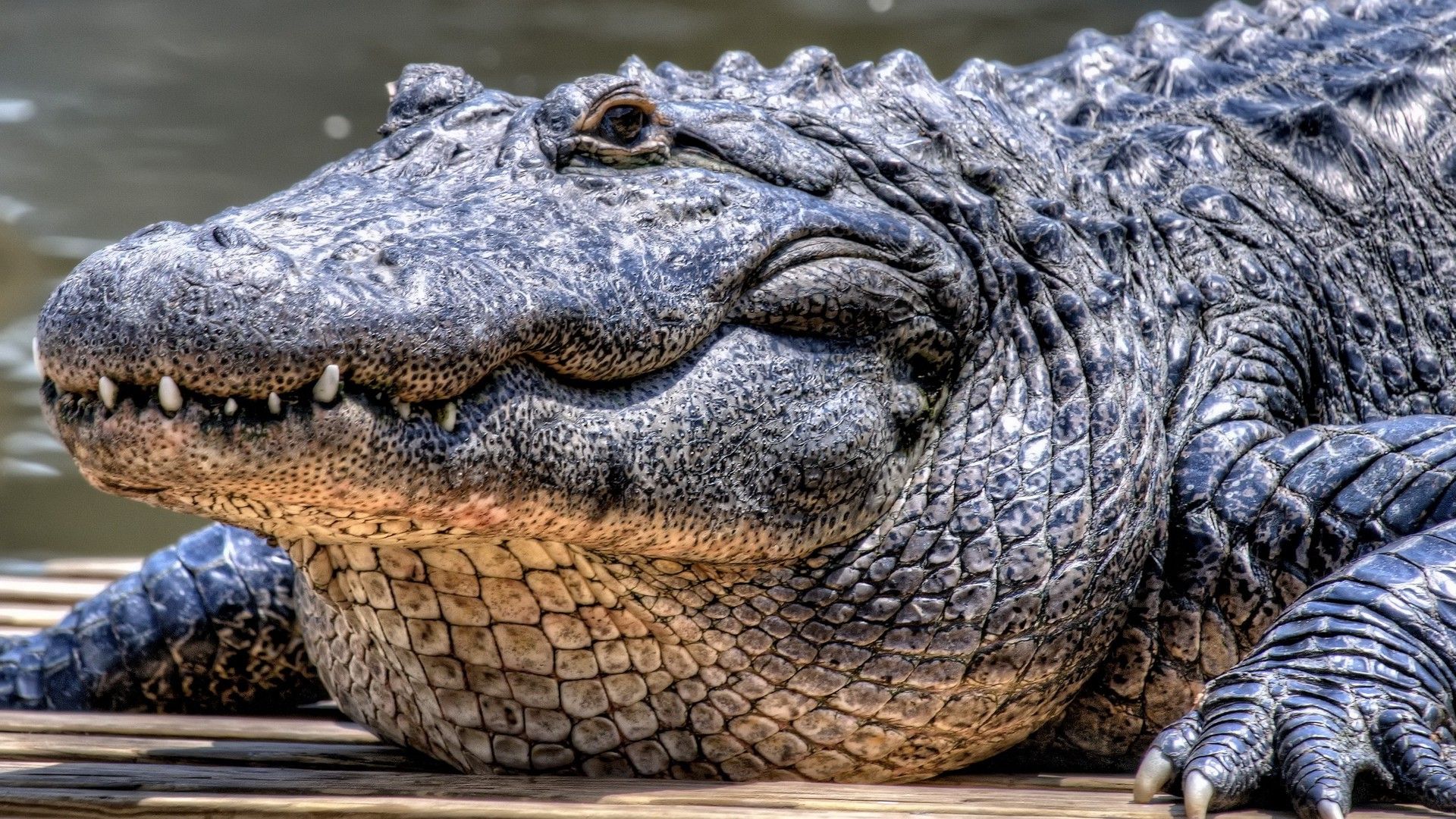 Alligator Wallpaper