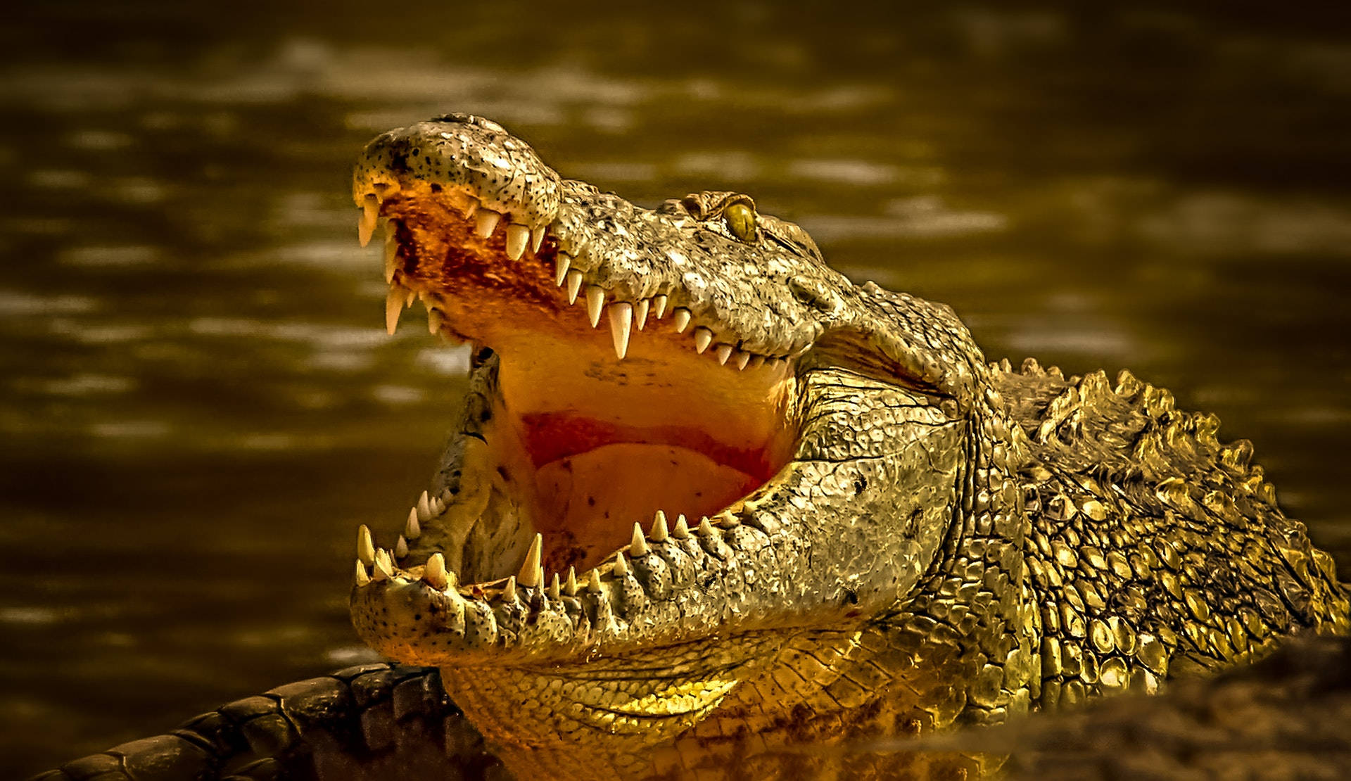 Alligator Wallpaper