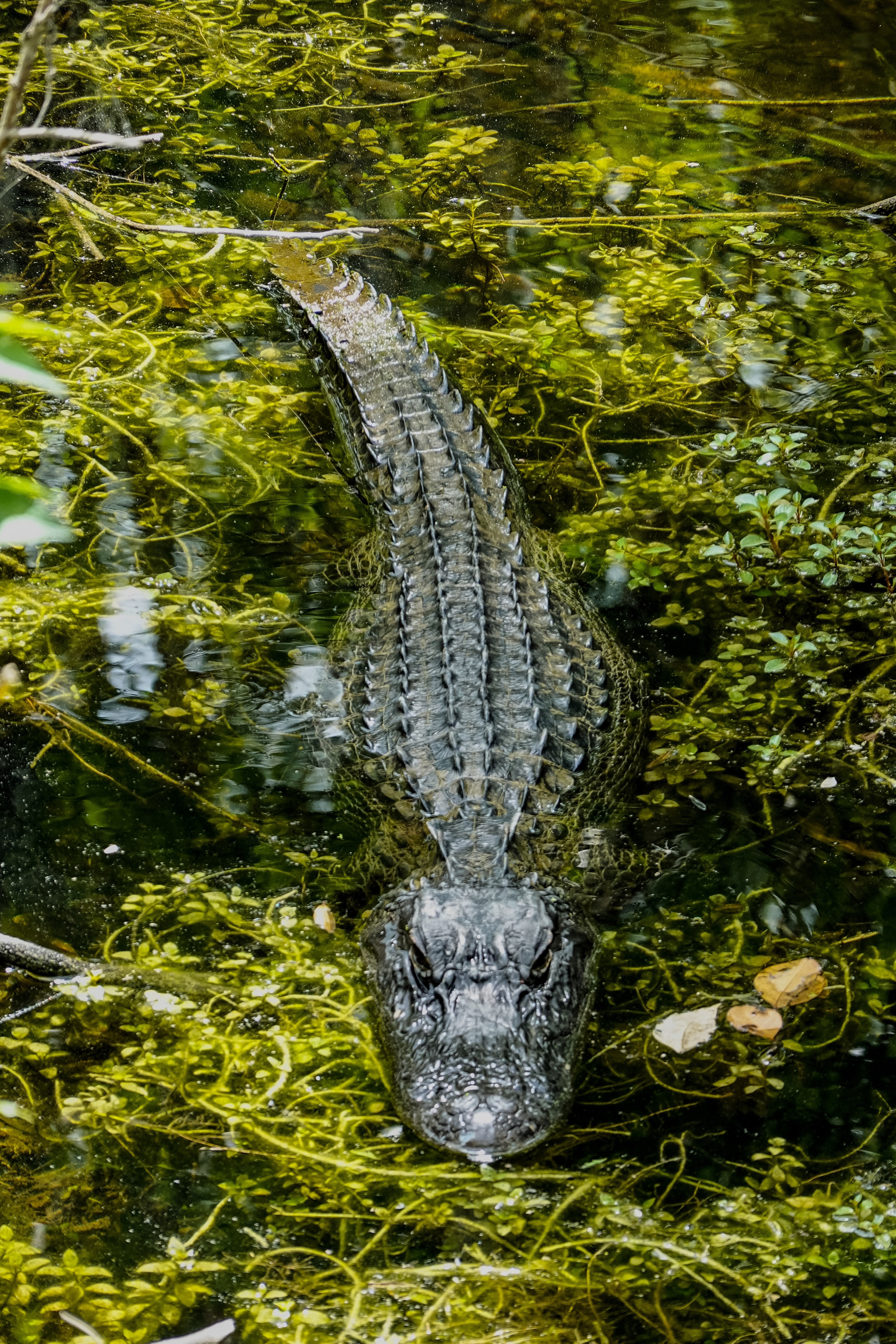 Alligator Wallpaper