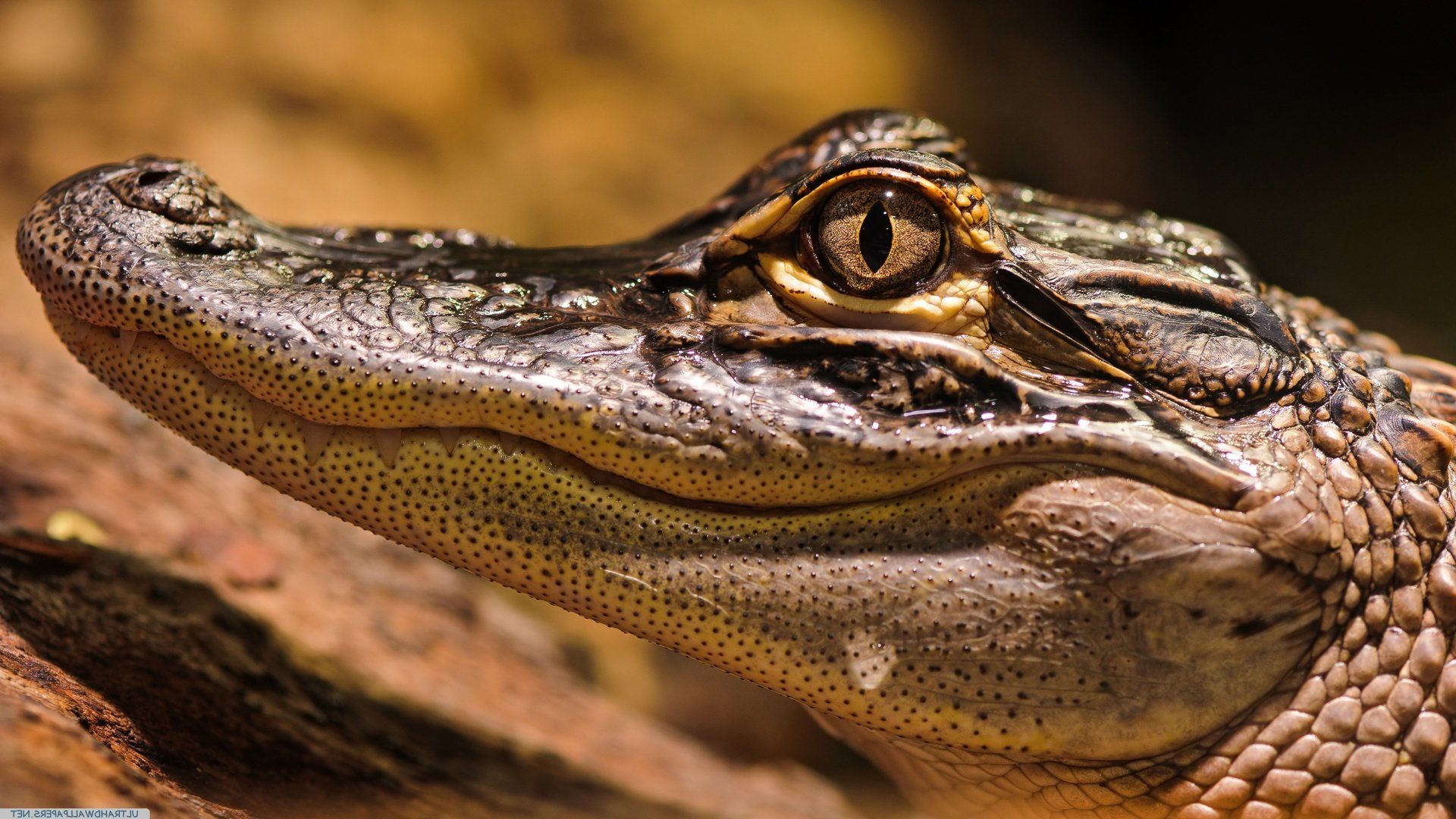 Alligator Wallpaper