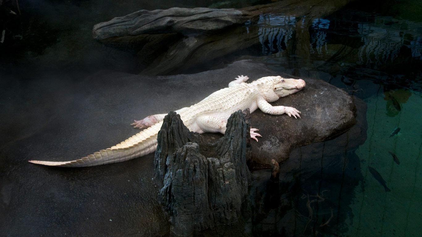 Alligator Wallpaper