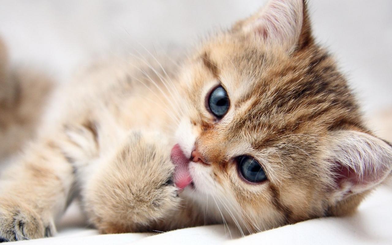 Kitten Wallpaper