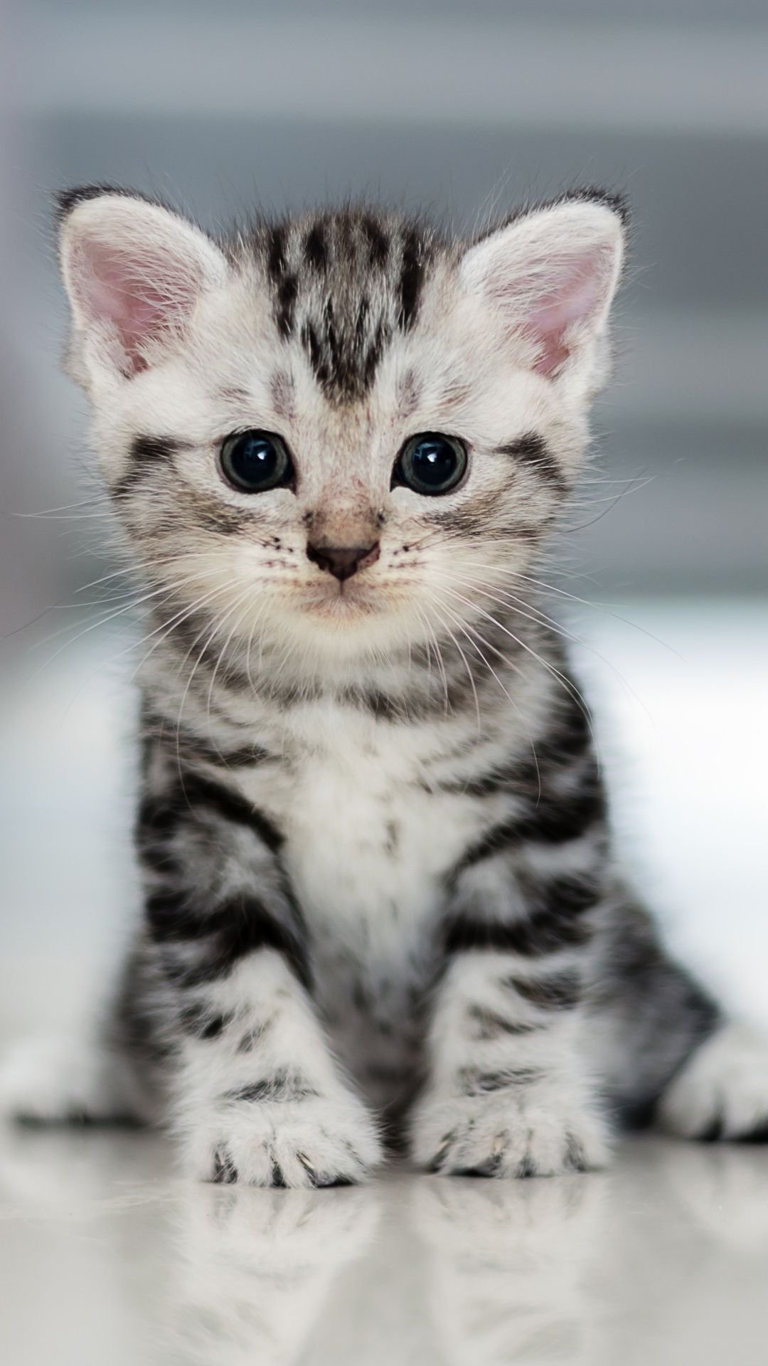 Kitten Wallpaper