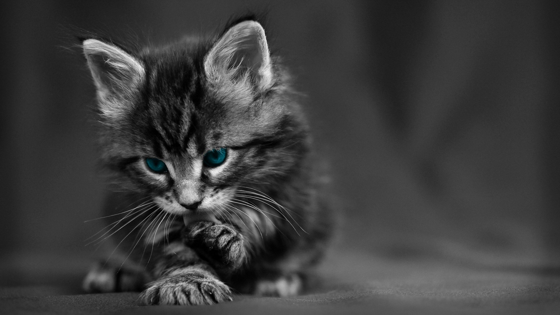 Kitten Wallpaper