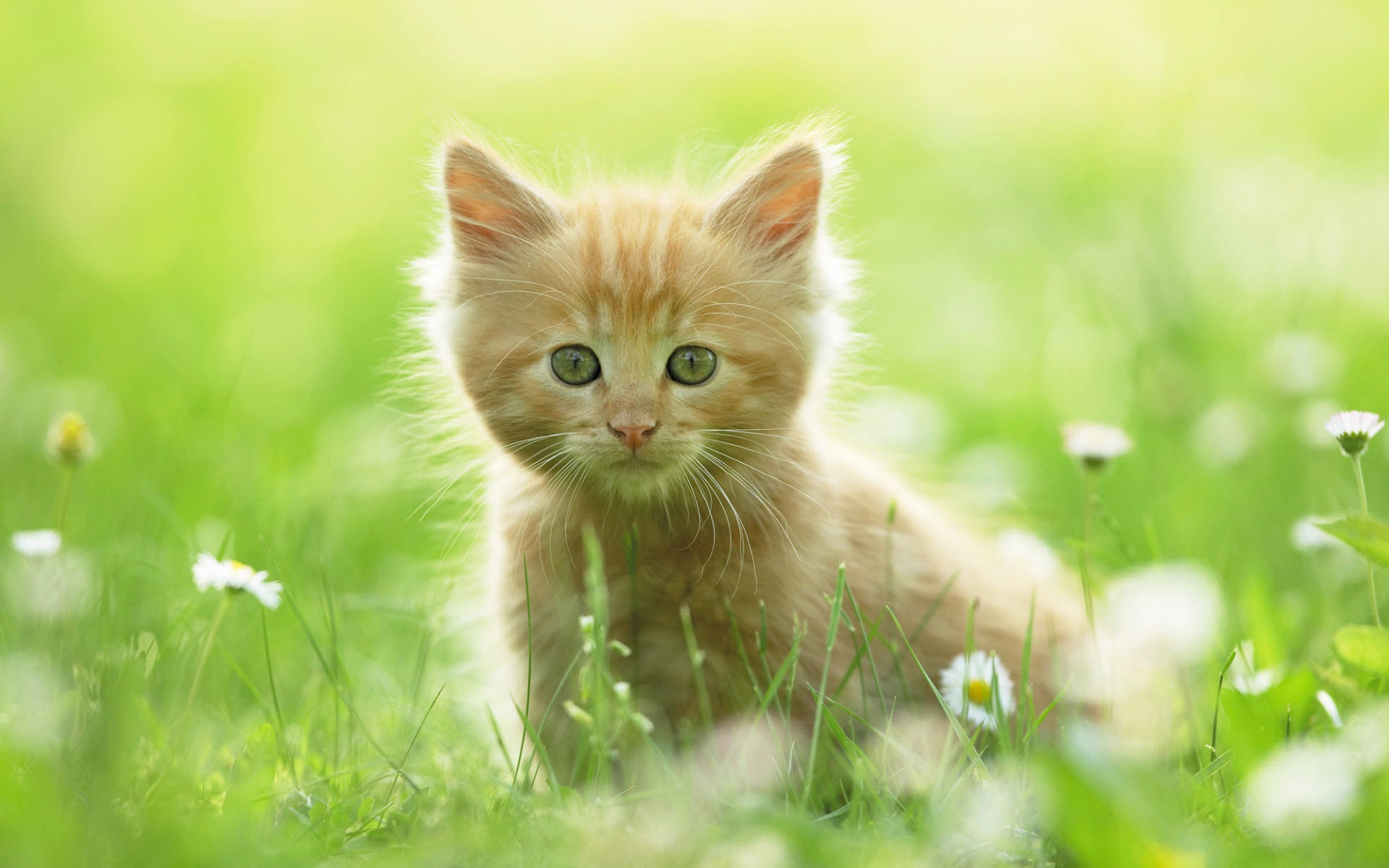 Kitten Wallpaper