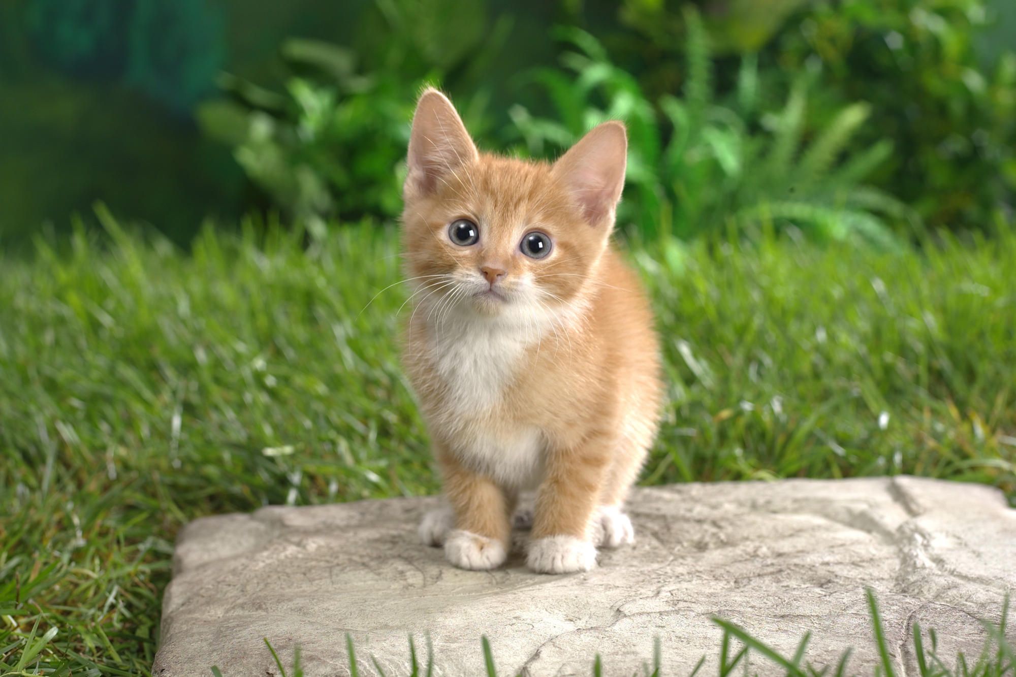 Kitten Wallpaper