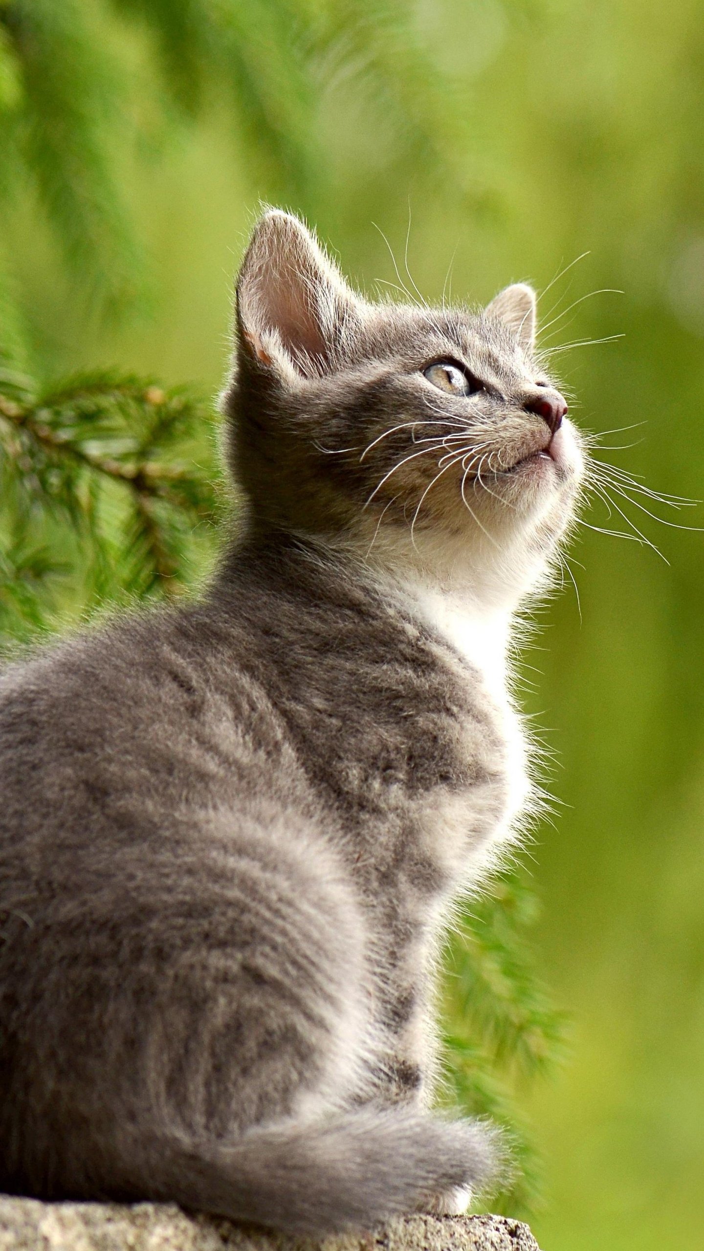 Kitten Wallpaper
