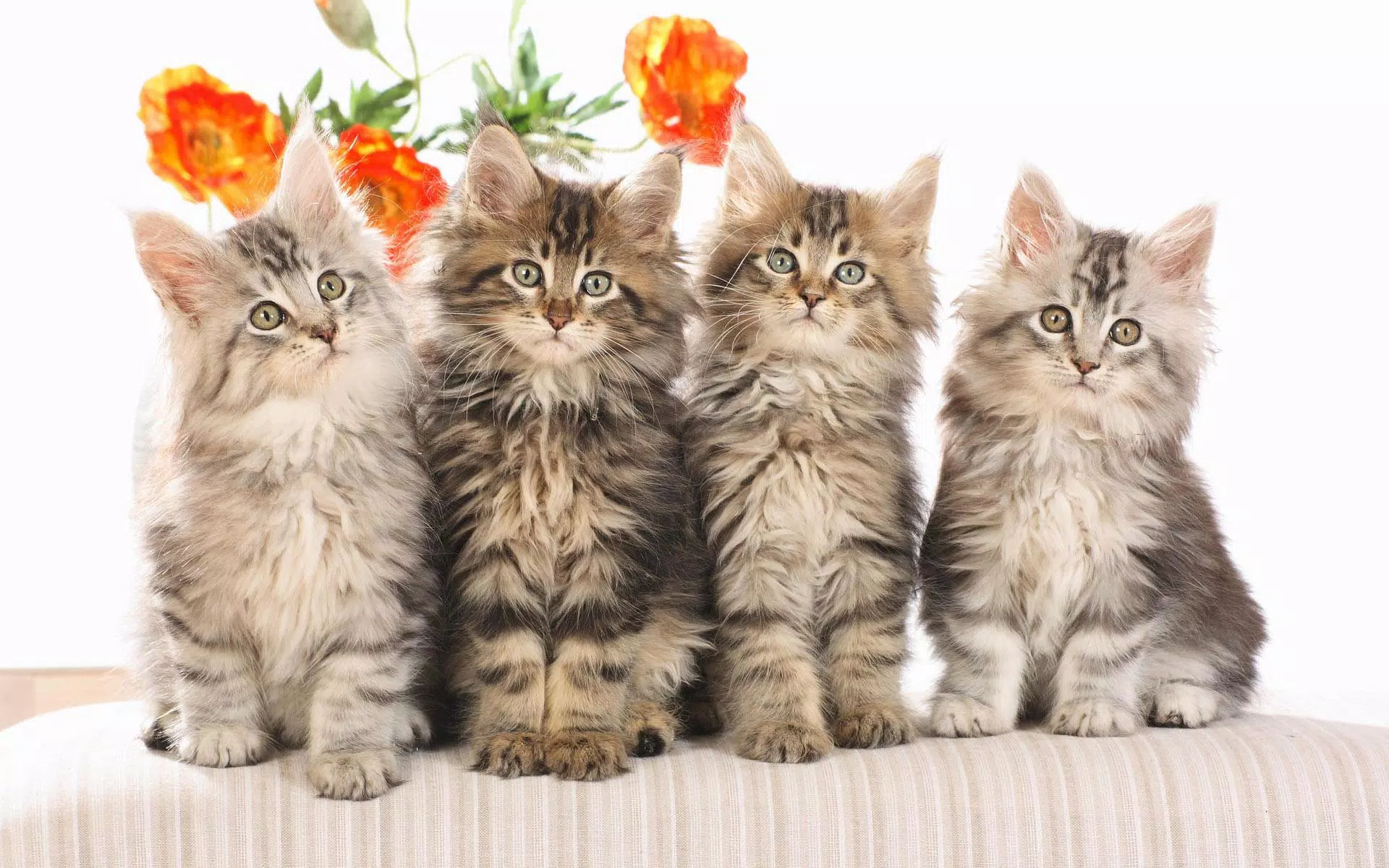 Kitten Wallpaper