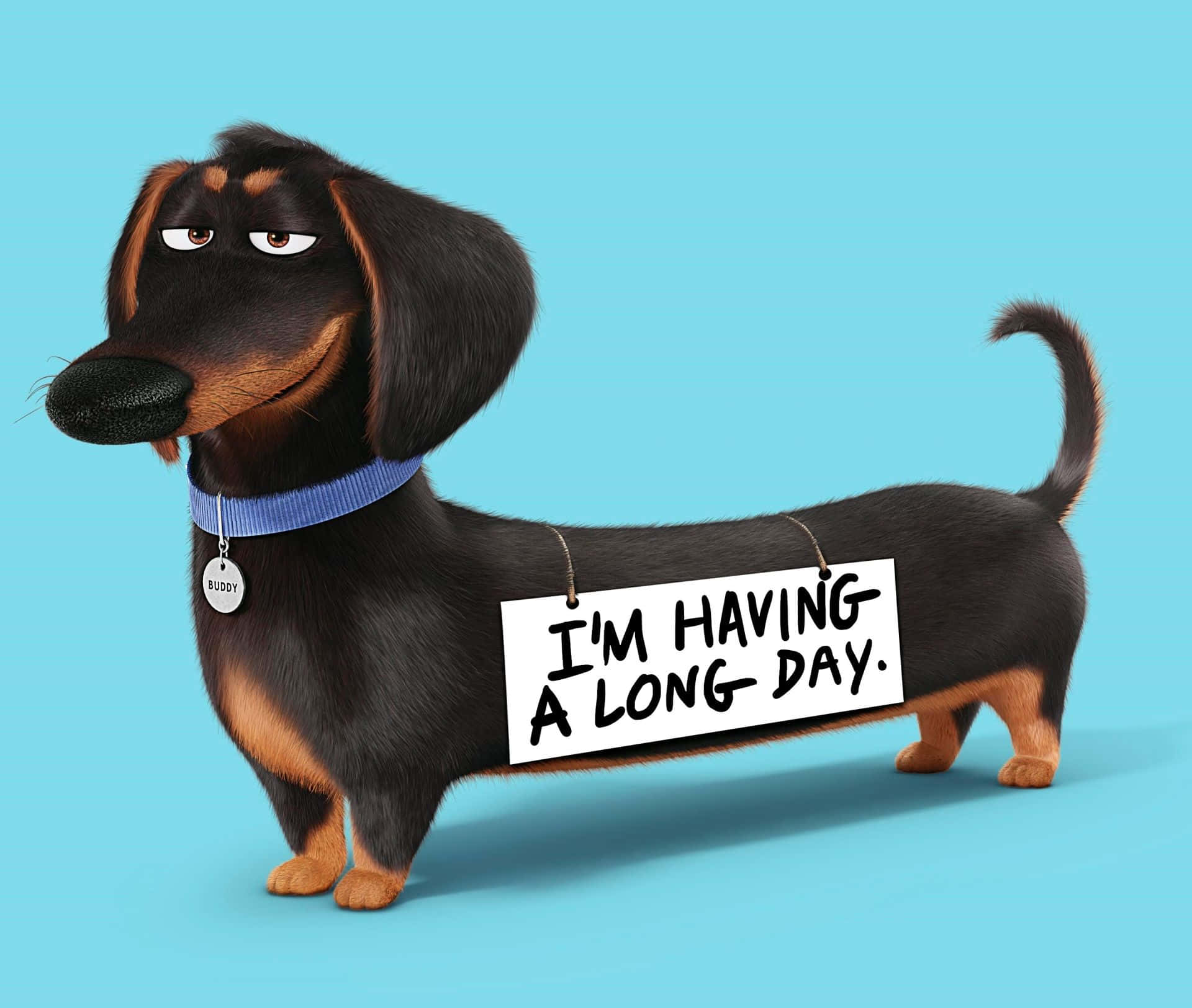 Dachshund Wallpaper