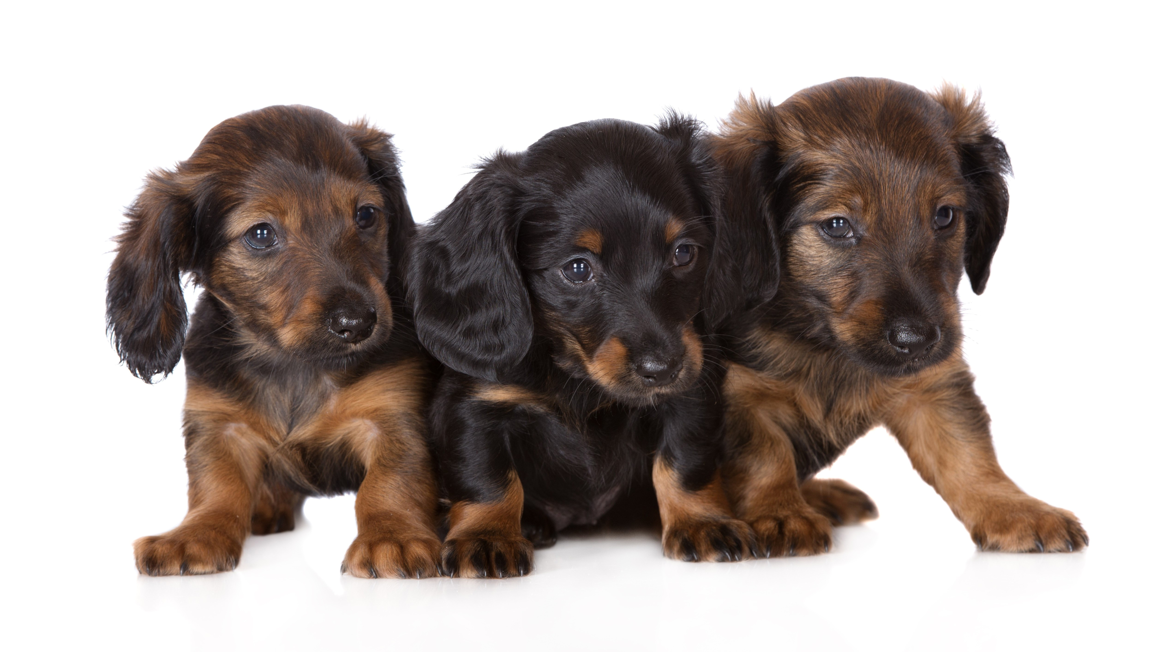 Dachshund Wallpaper