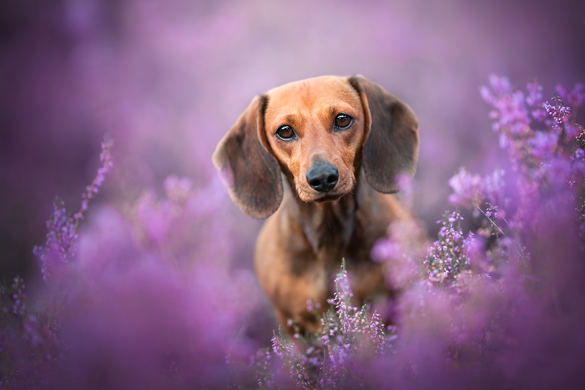 Dachshund Wallpaper