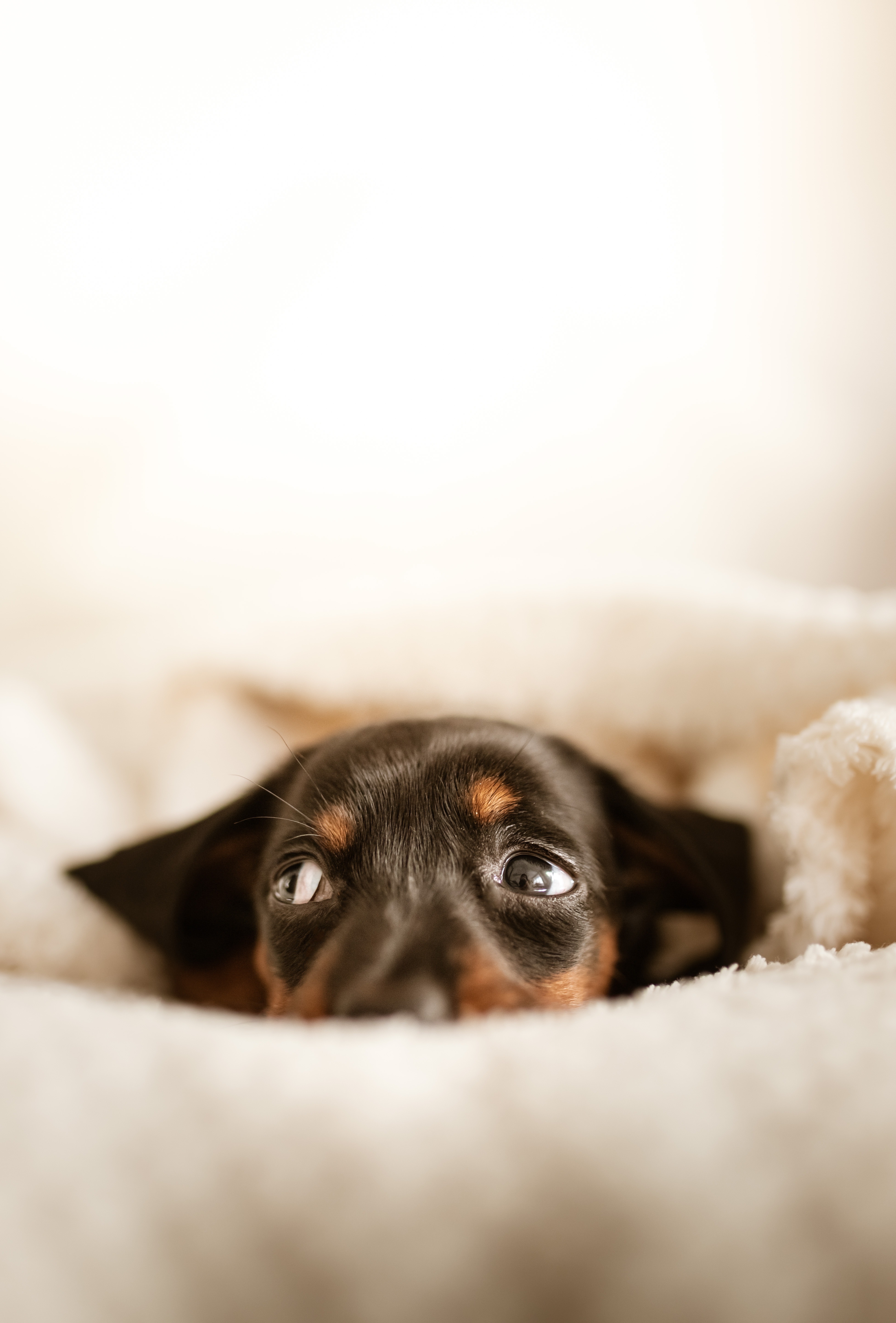 Dachshund Wallpaper
