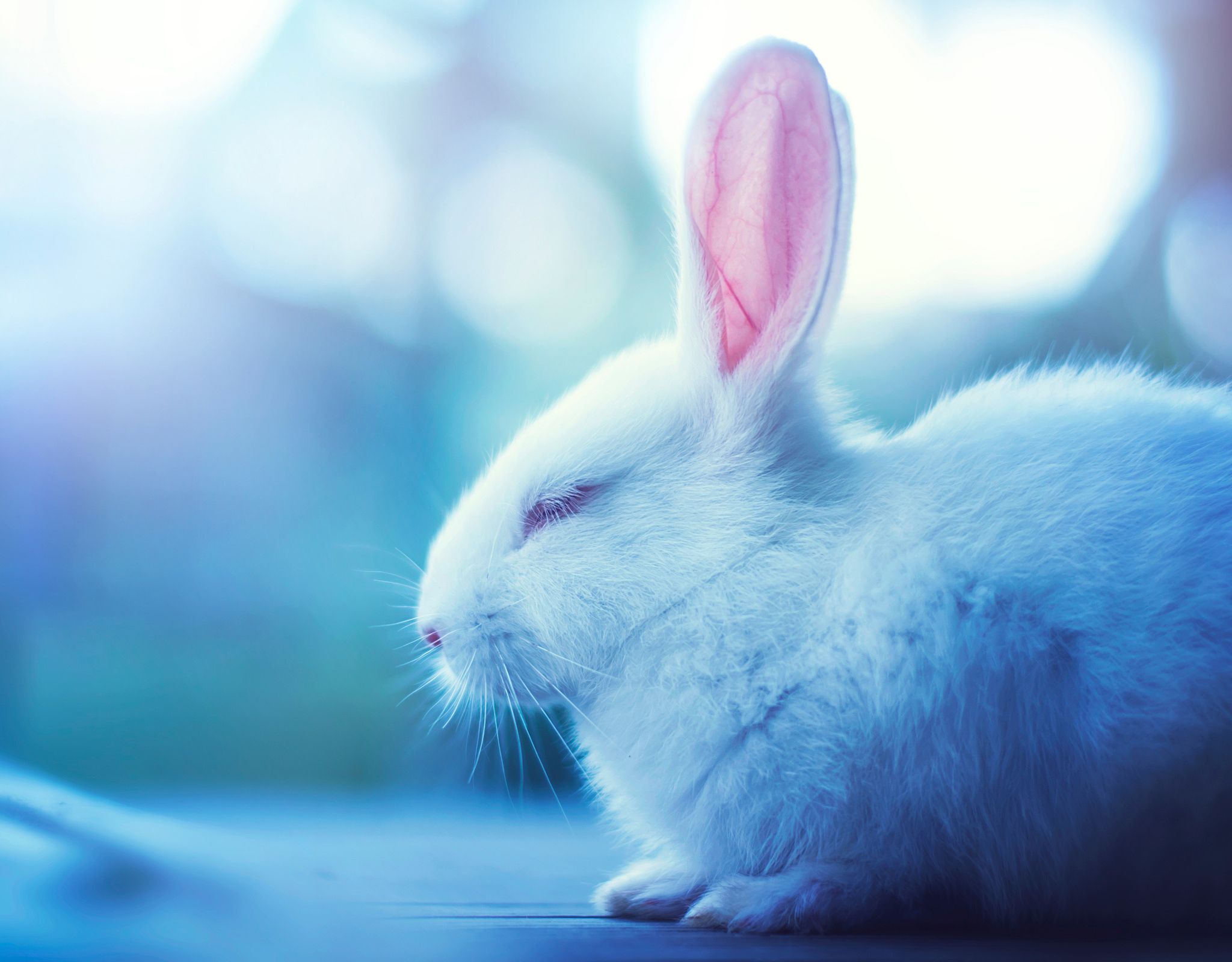 Rabbit Wallpaper
