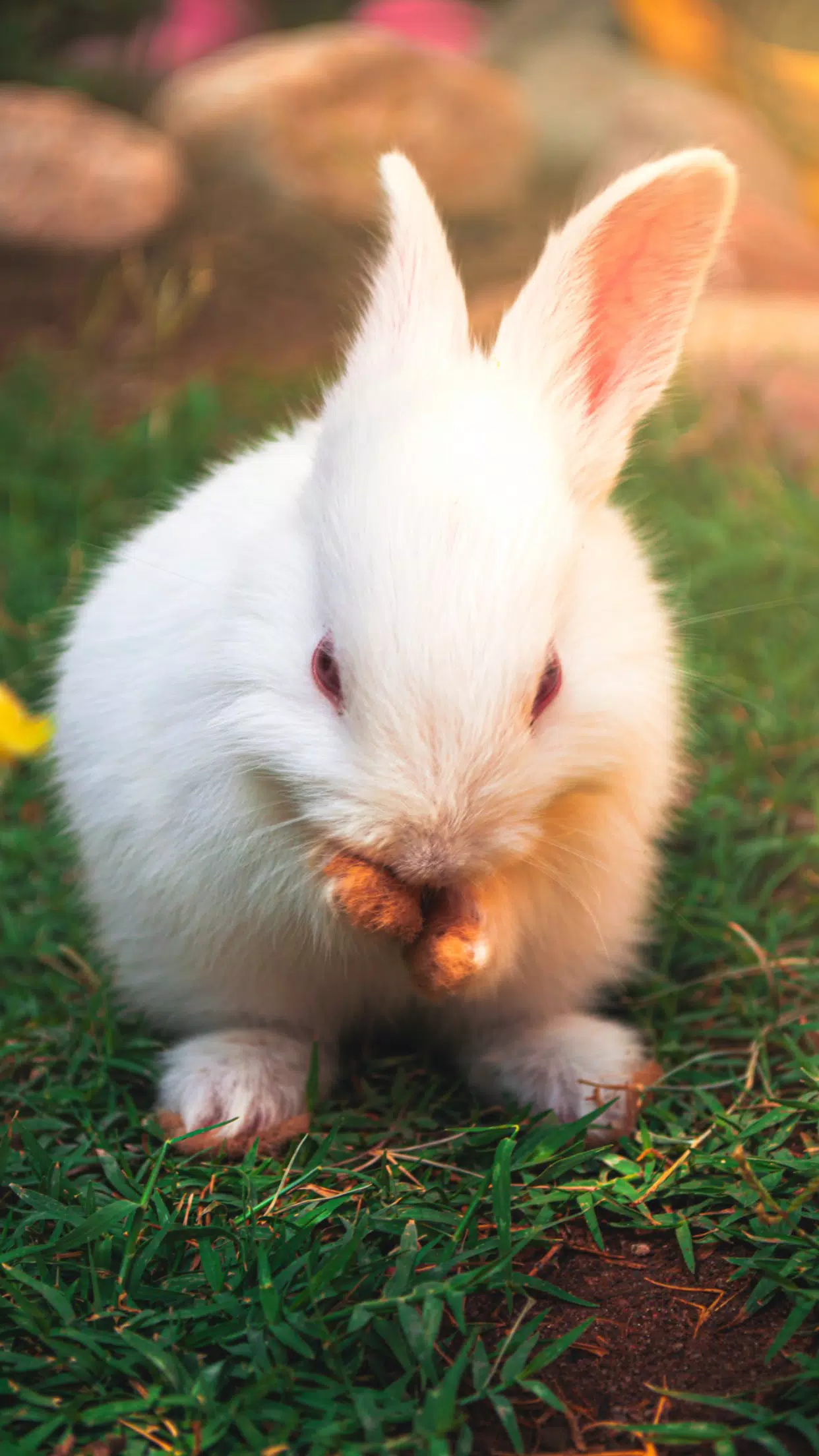Rabbit Wallpaper