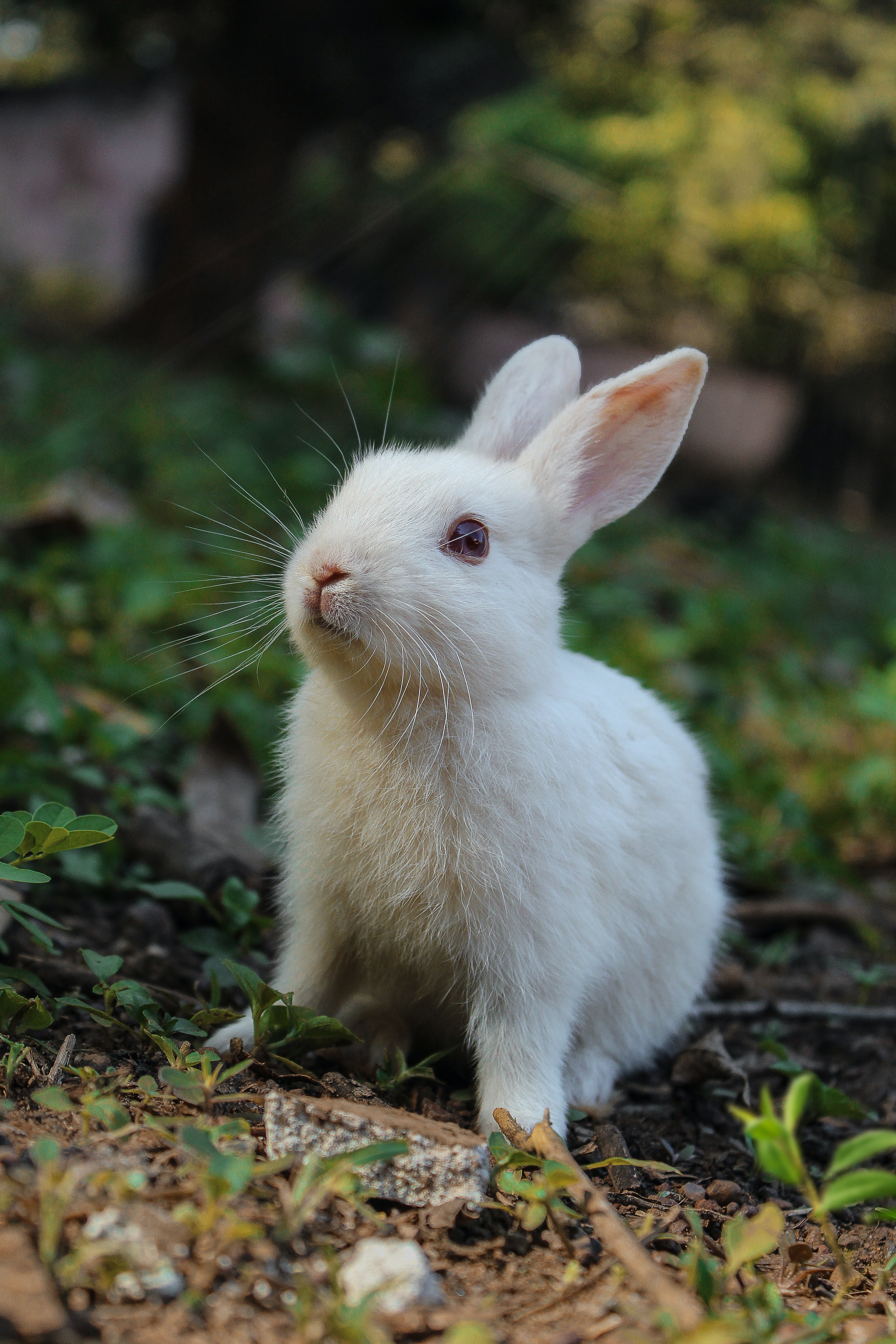 Rabbit Wallpaper