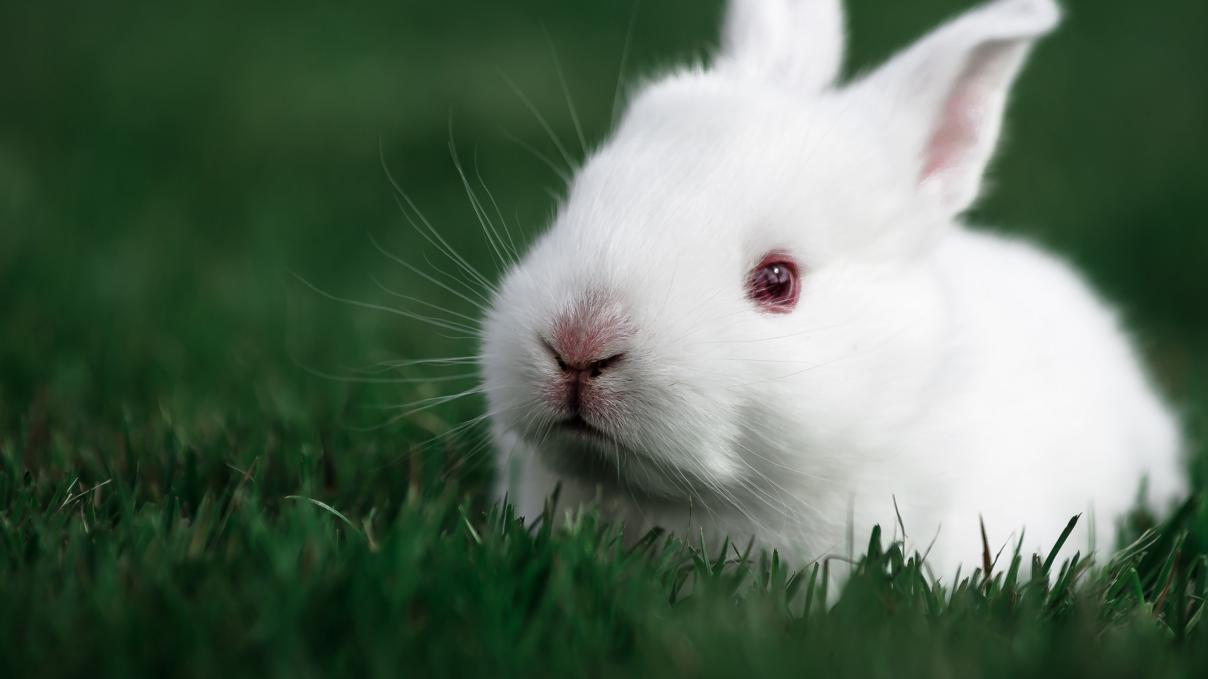 Rabbit Wallpaper
