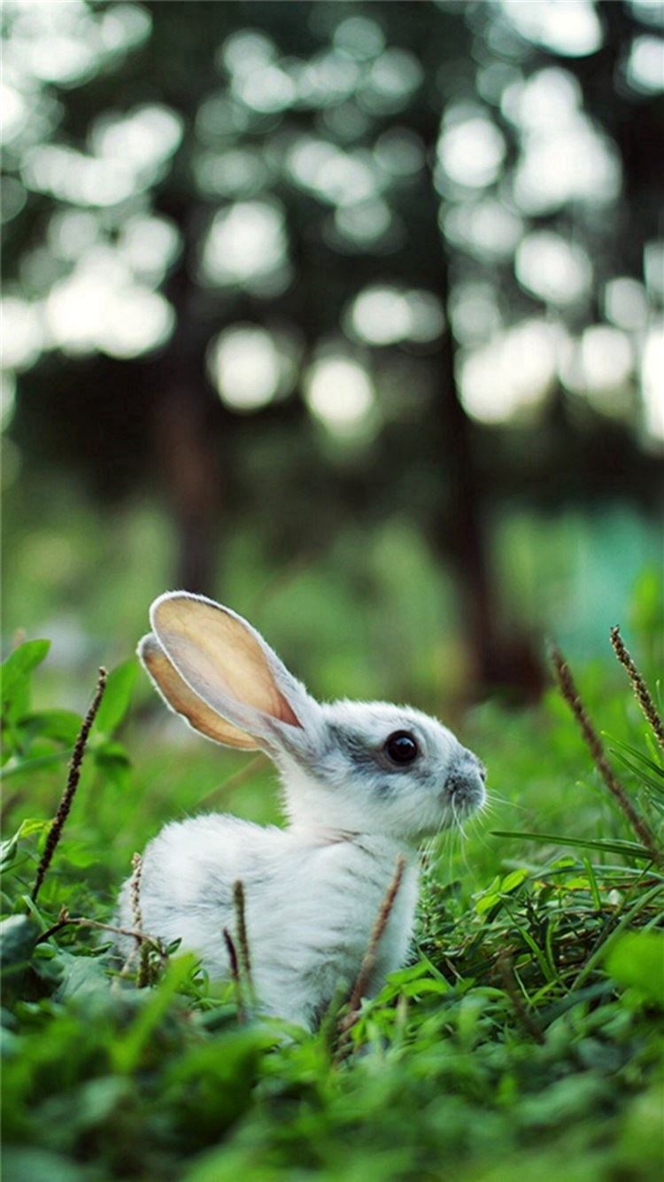 Rabbit Wallpaper