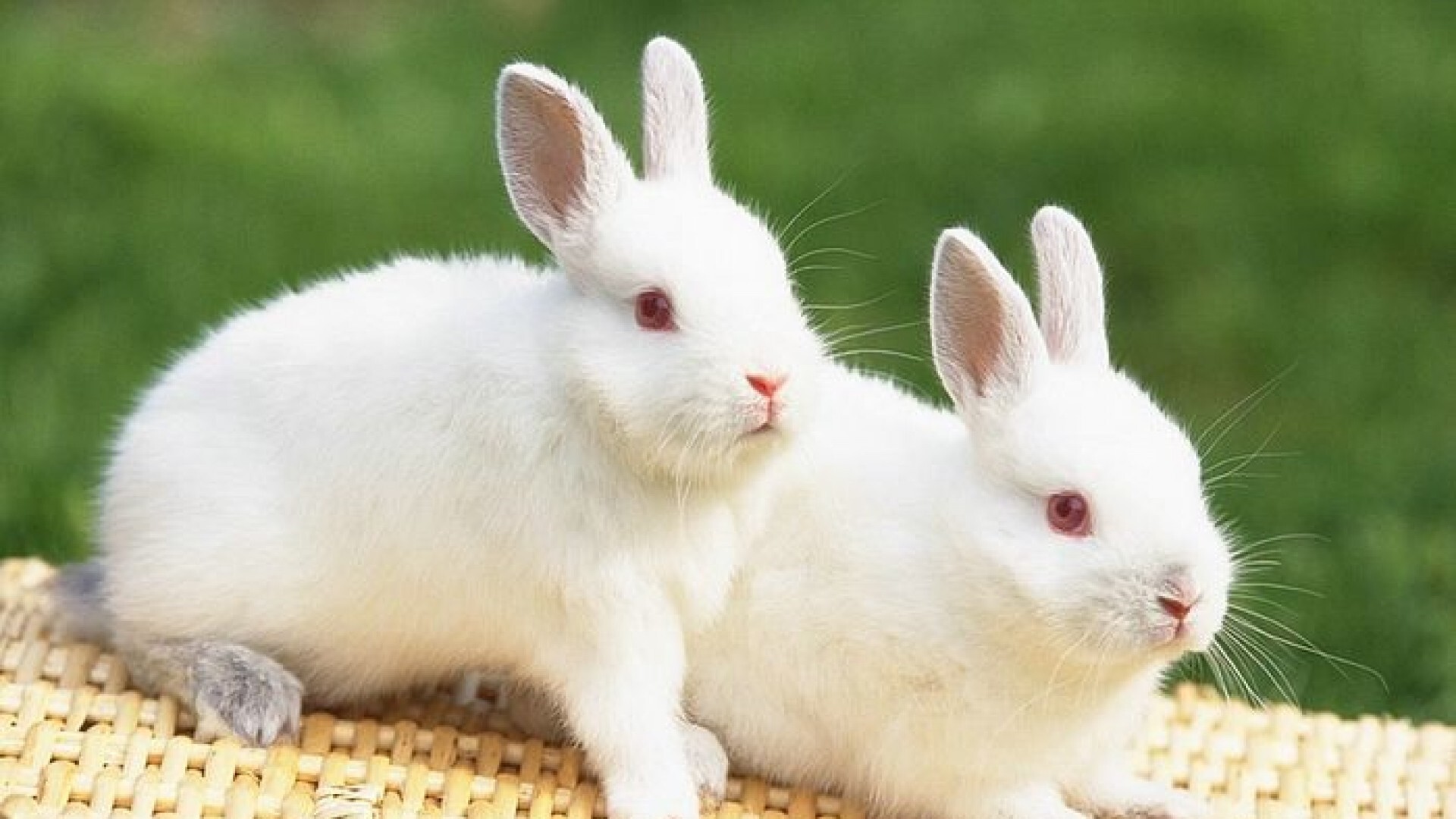 Rabbit Wallpaper