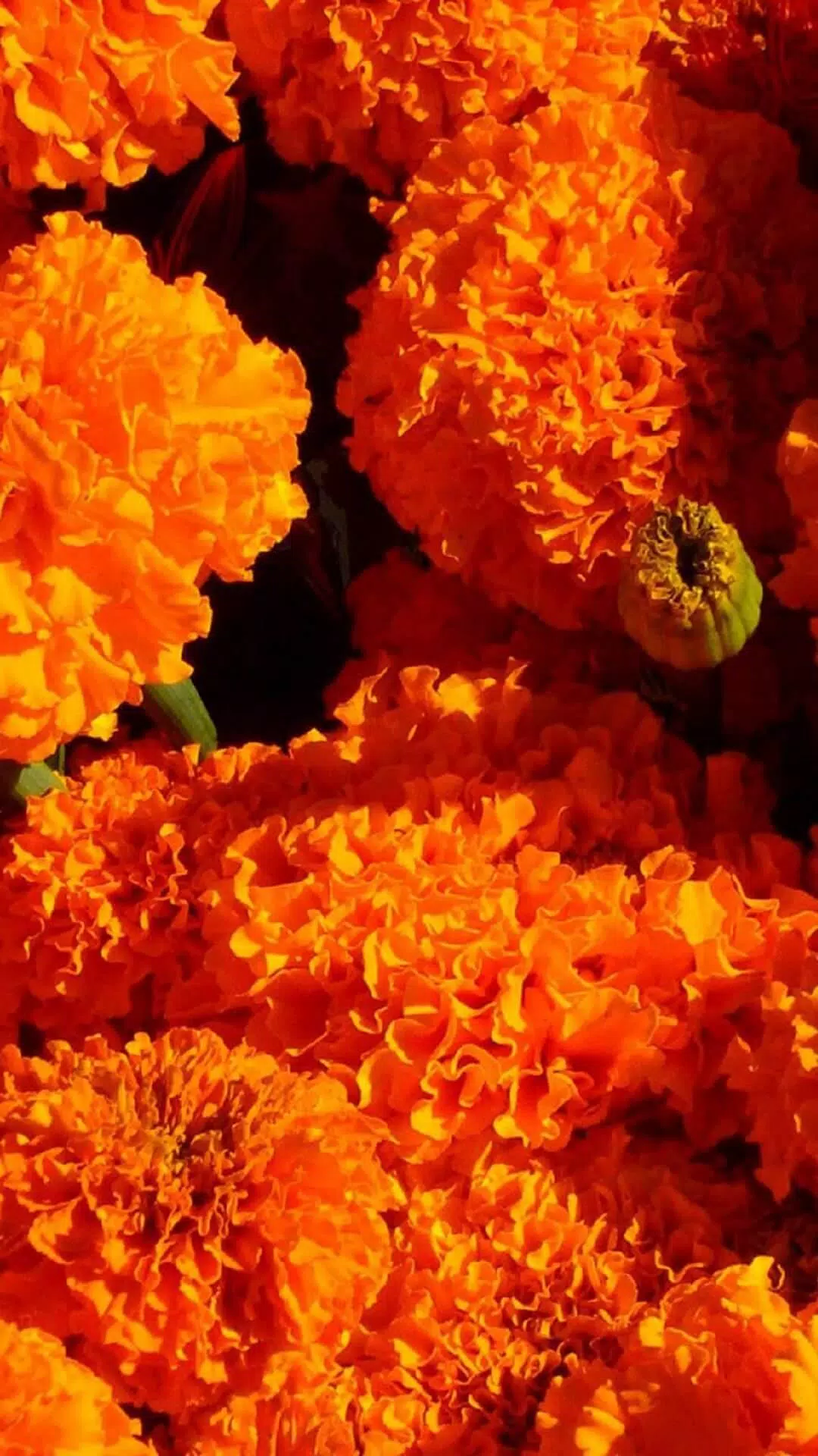 Marigold Wallpaper