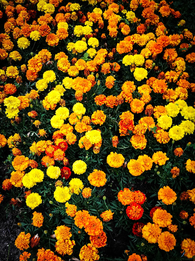 Marigold Wallpaper