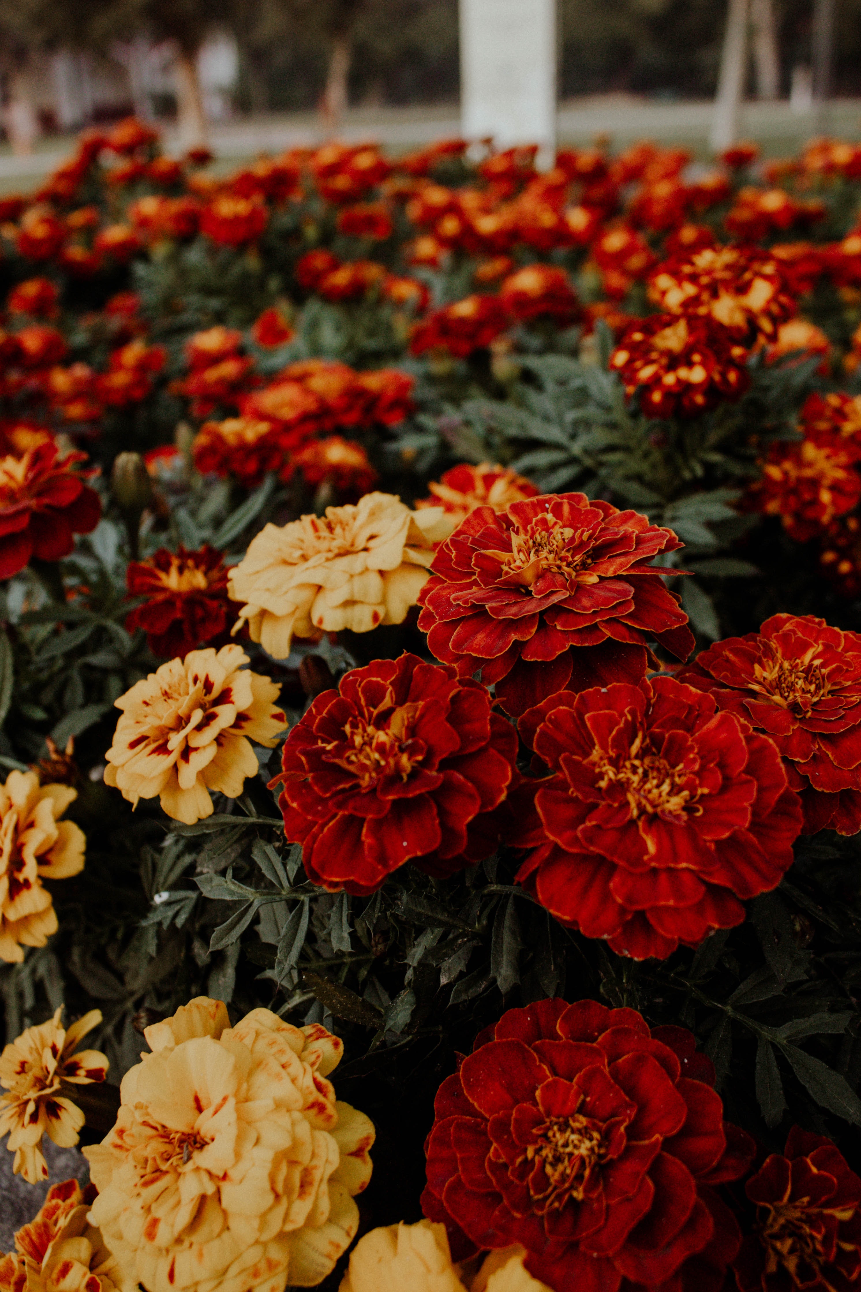 Marigold Wallpaper