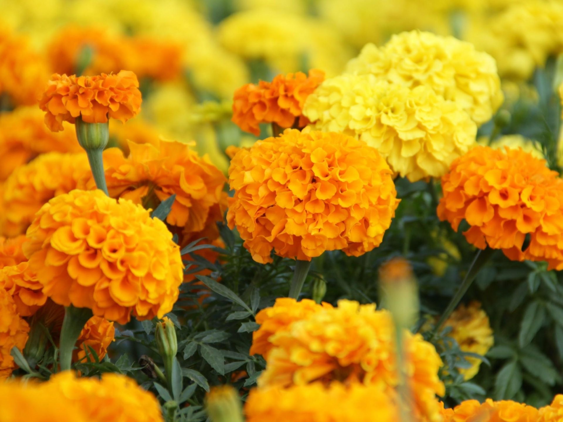 Marigold Wallpaper