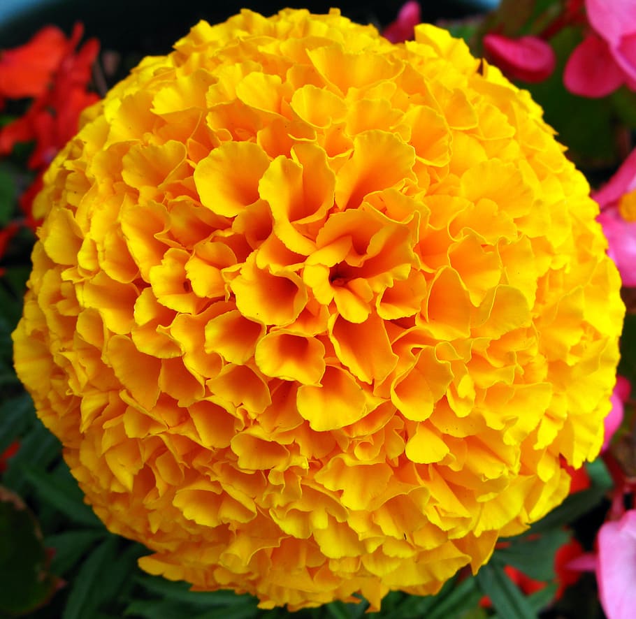 Marigold Wallpaper