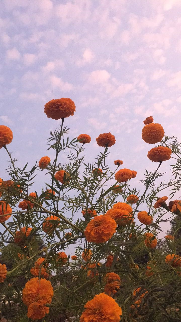 Marigold Wallpaper