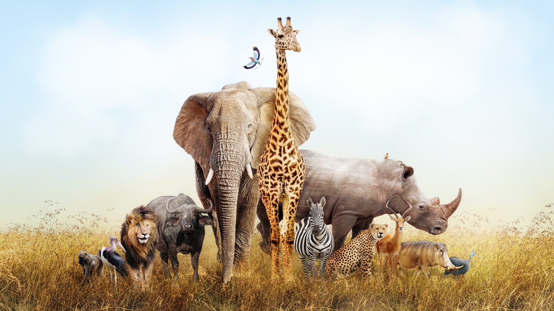 Safari Africa Wallpaper
