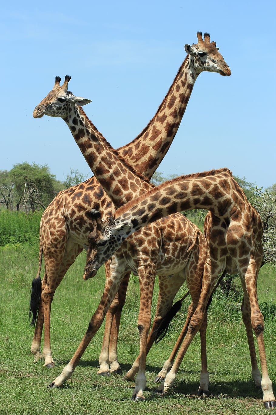 Safari Africa Wallpaper