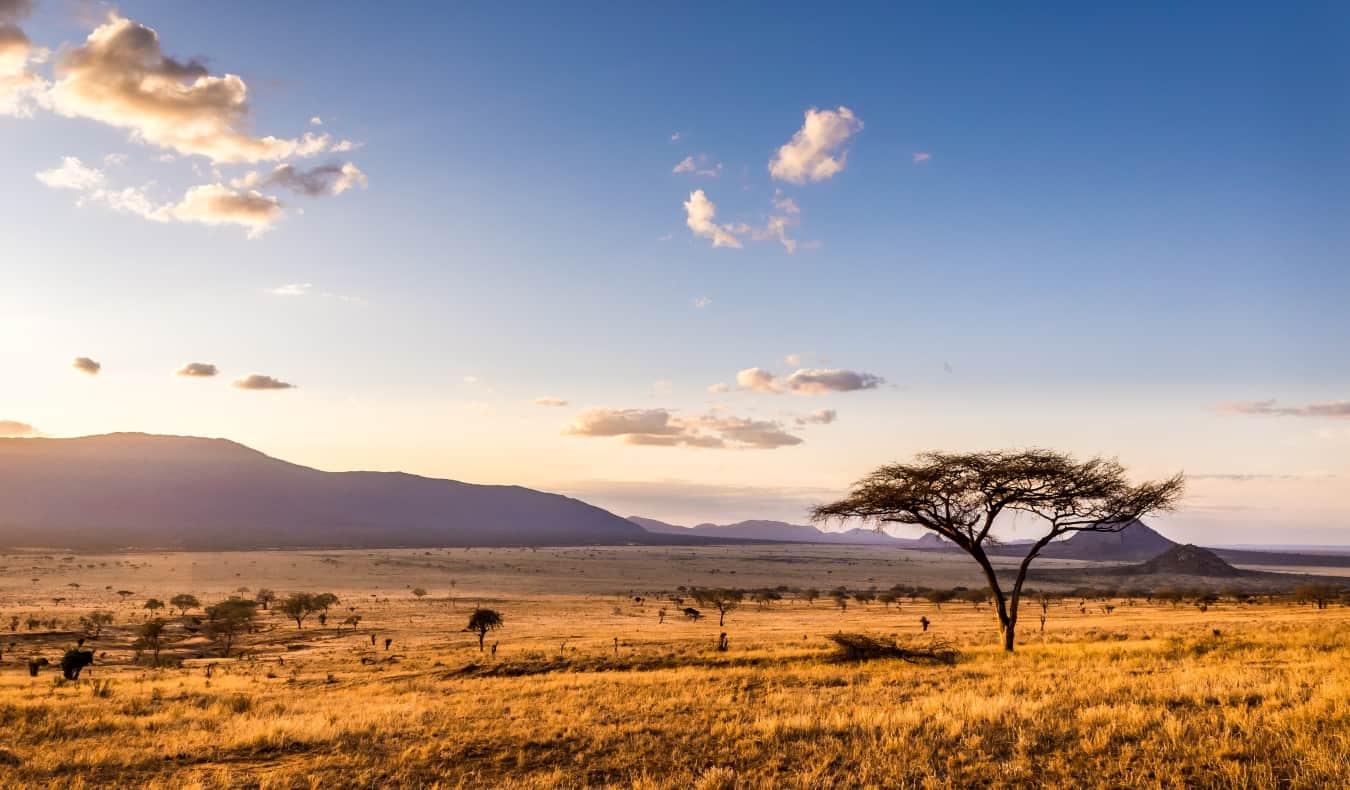 Safari Africa Wallpaper